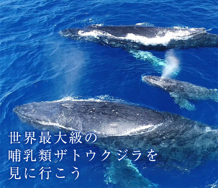 ホエールウォッチング