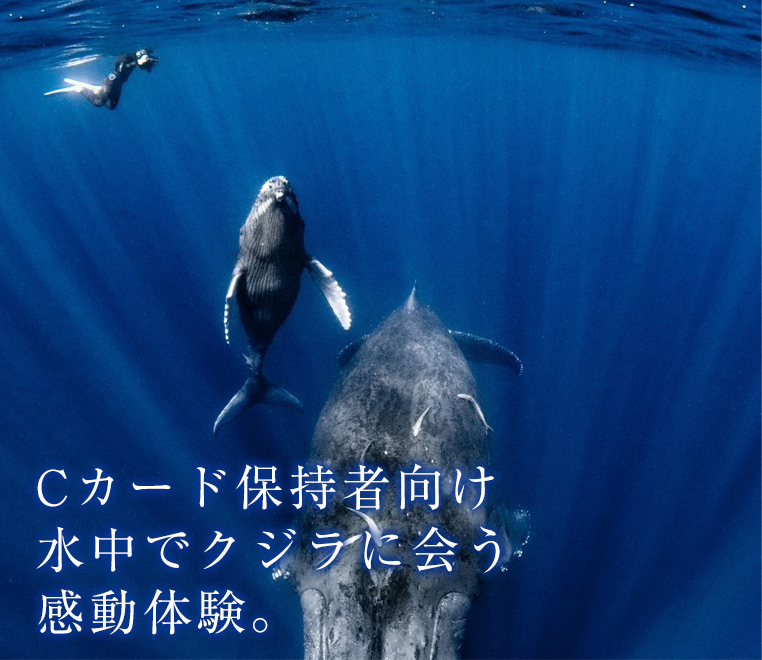 ホエールスイム