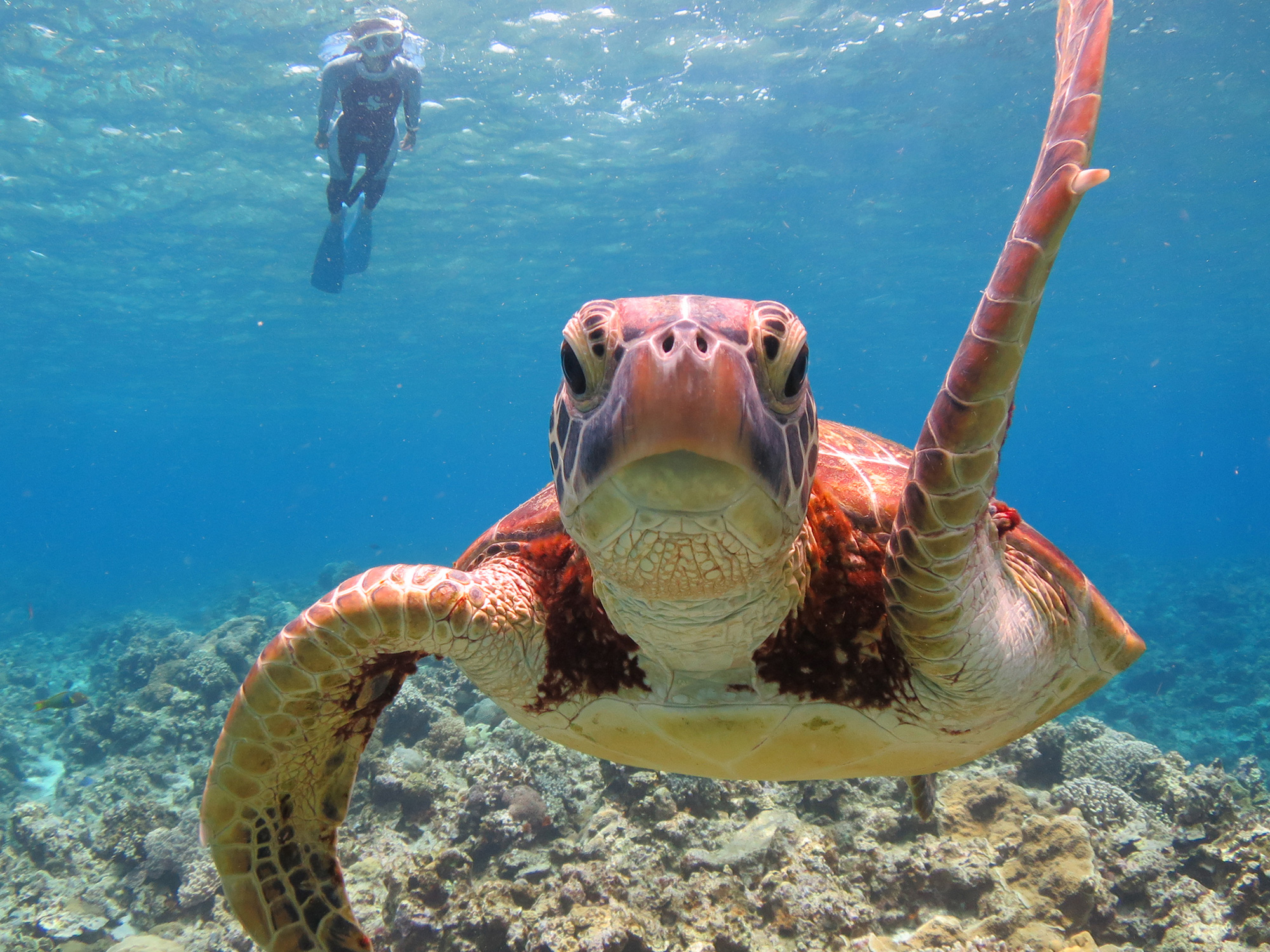 家族や友達と一緒に、沖縄の海で海ガメに出会えます♪笑顔いっぱい楽しいダイビング体験を！