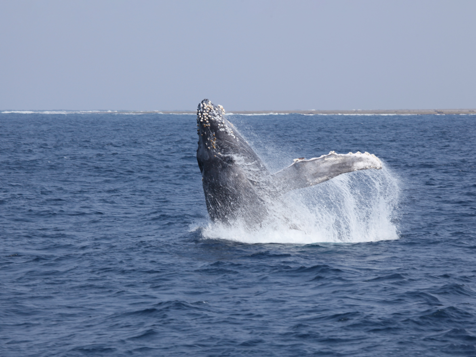 ザトウクジラが舞う沖縄の冬。感動と興奮が待っているホエールウォッチングに出かけよう！