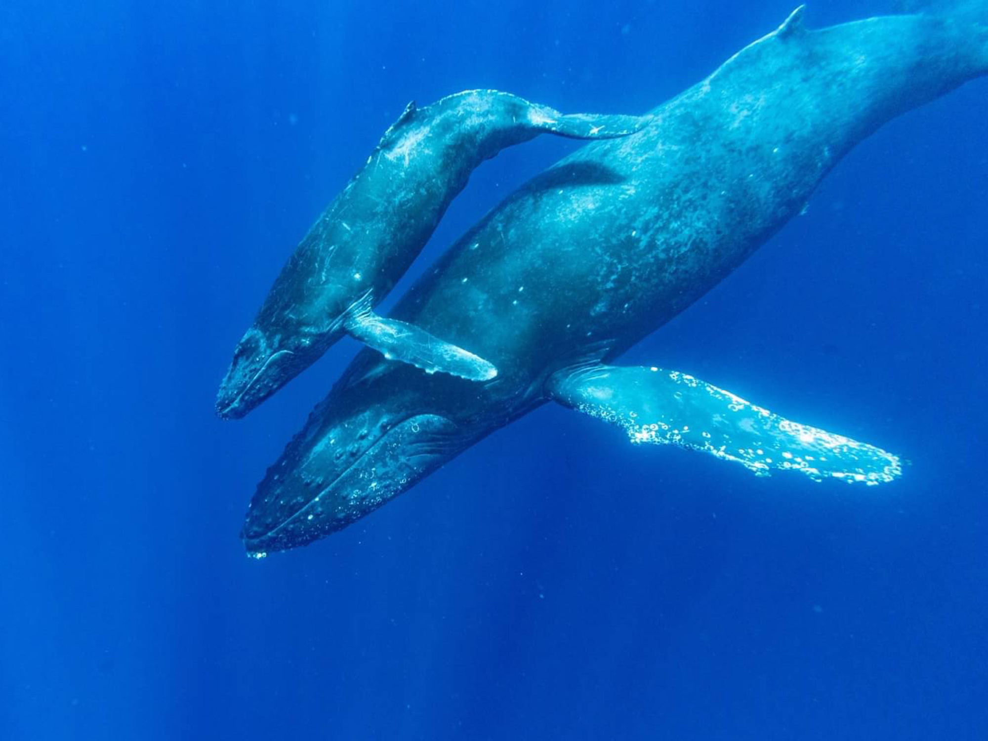 蒼く深い沖縄の海へ―ザトウクジラと泳ぐ神秘の体験。静寂の中で出会う、命の鼓動と感動