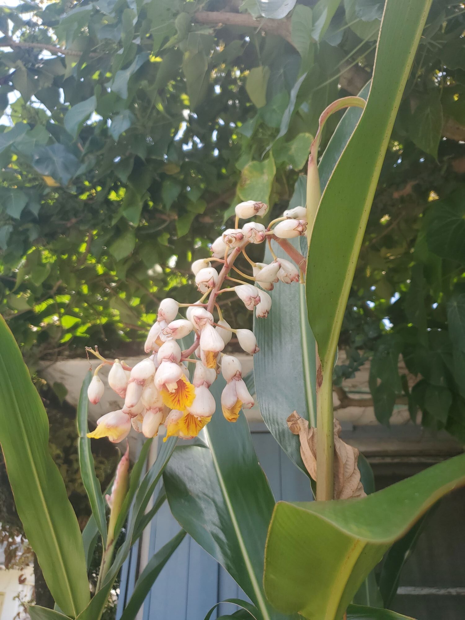 月桃の花
