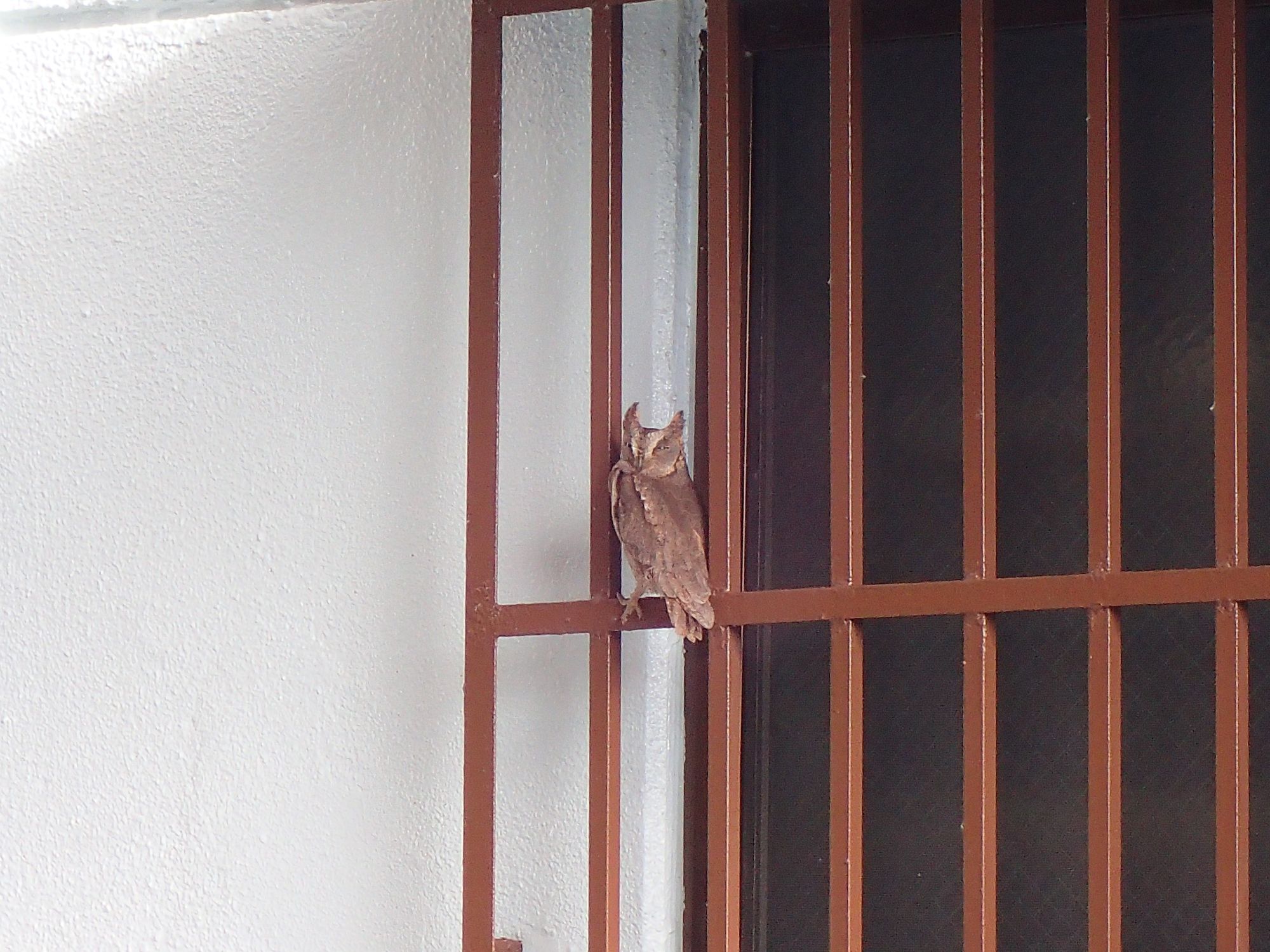 レアなお客様🦉