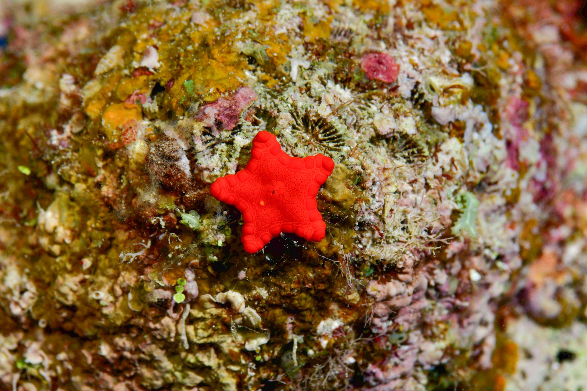 かわいいヒトデ🌟