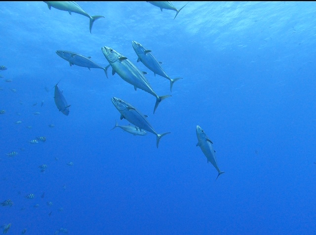 イソマグロ🐟