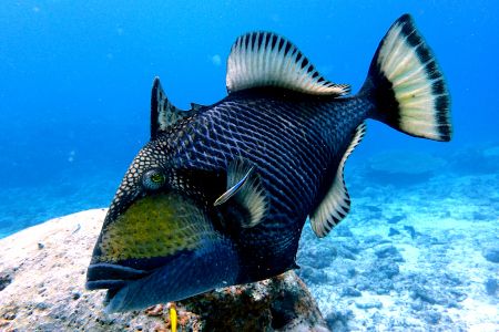 夏の海の要注意人物!