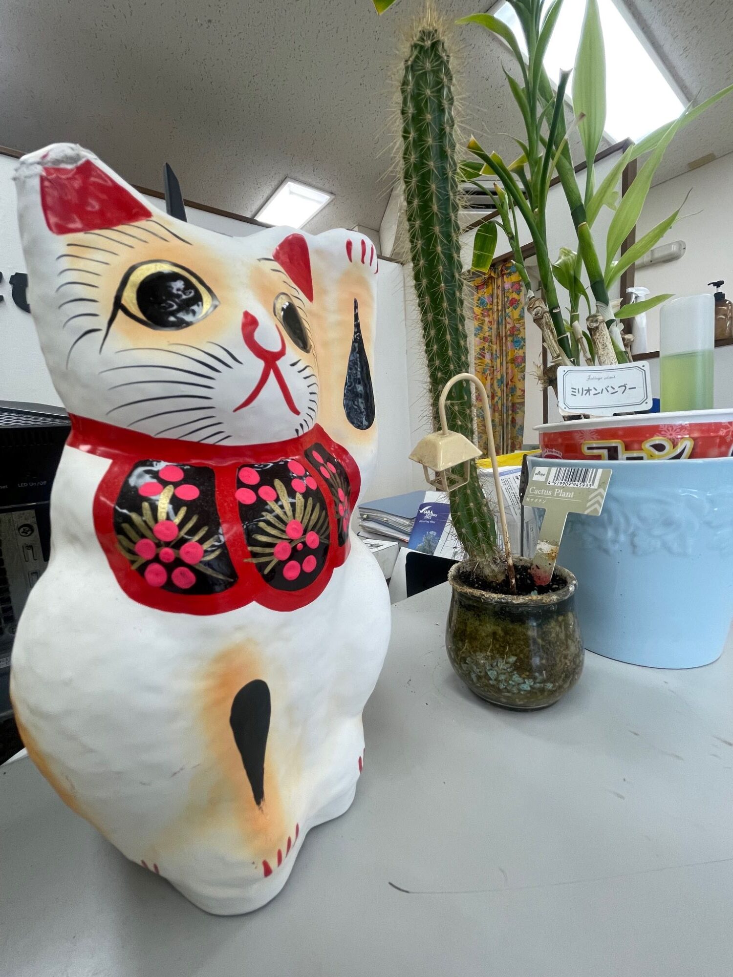 お店のサボテンさん🌵