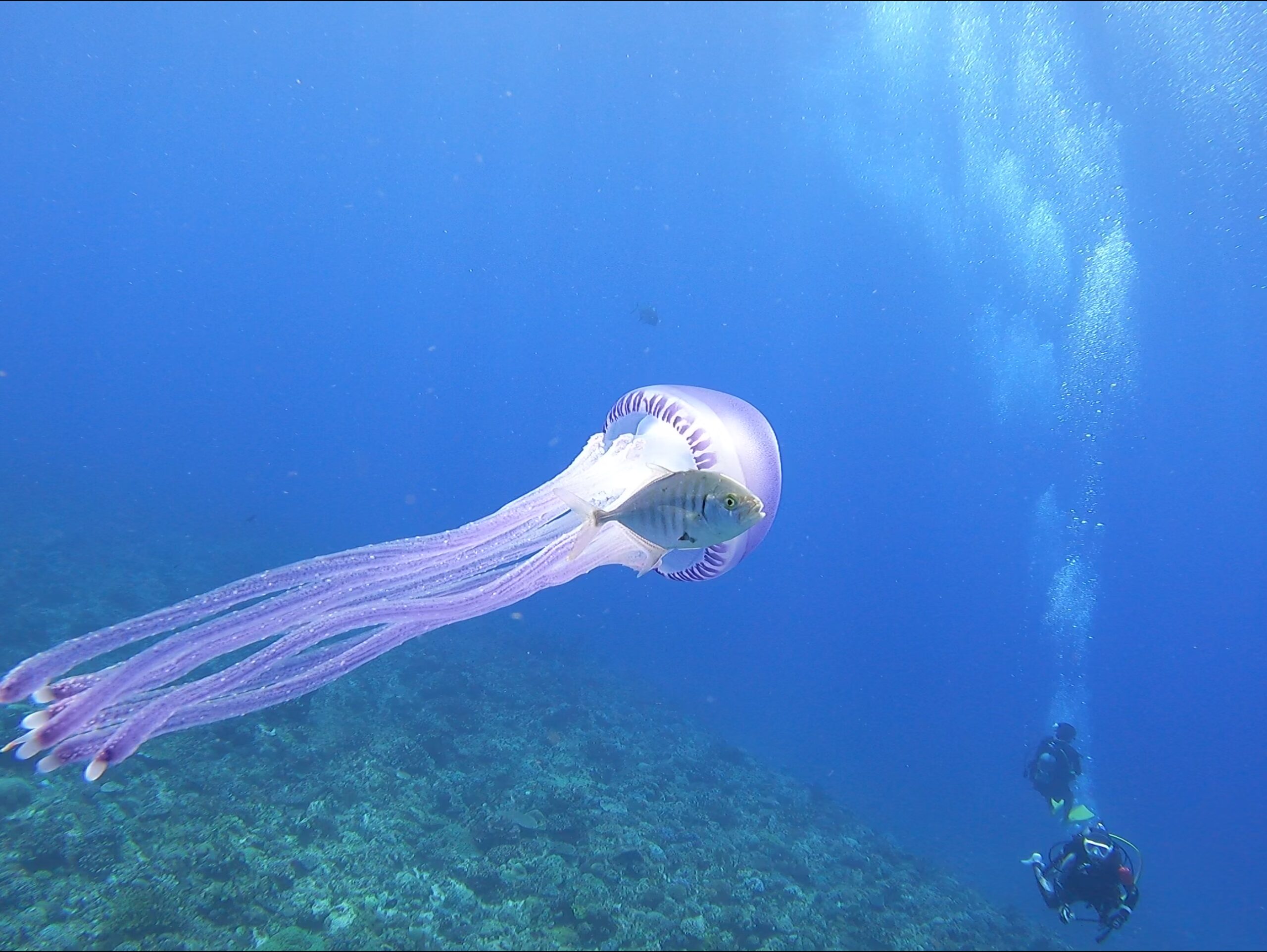 クラゲライダー