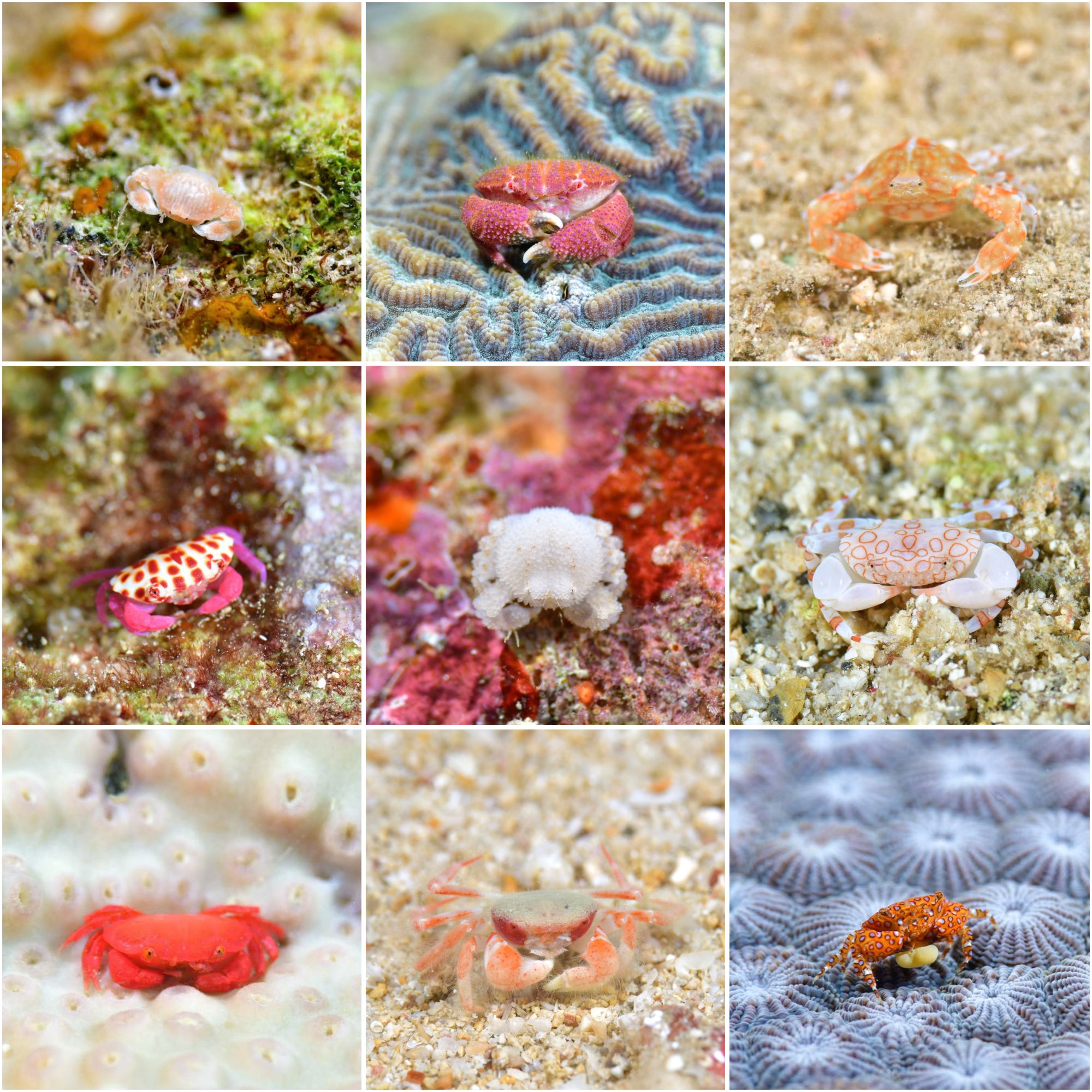 沖縄で出会ったカニたち🦀