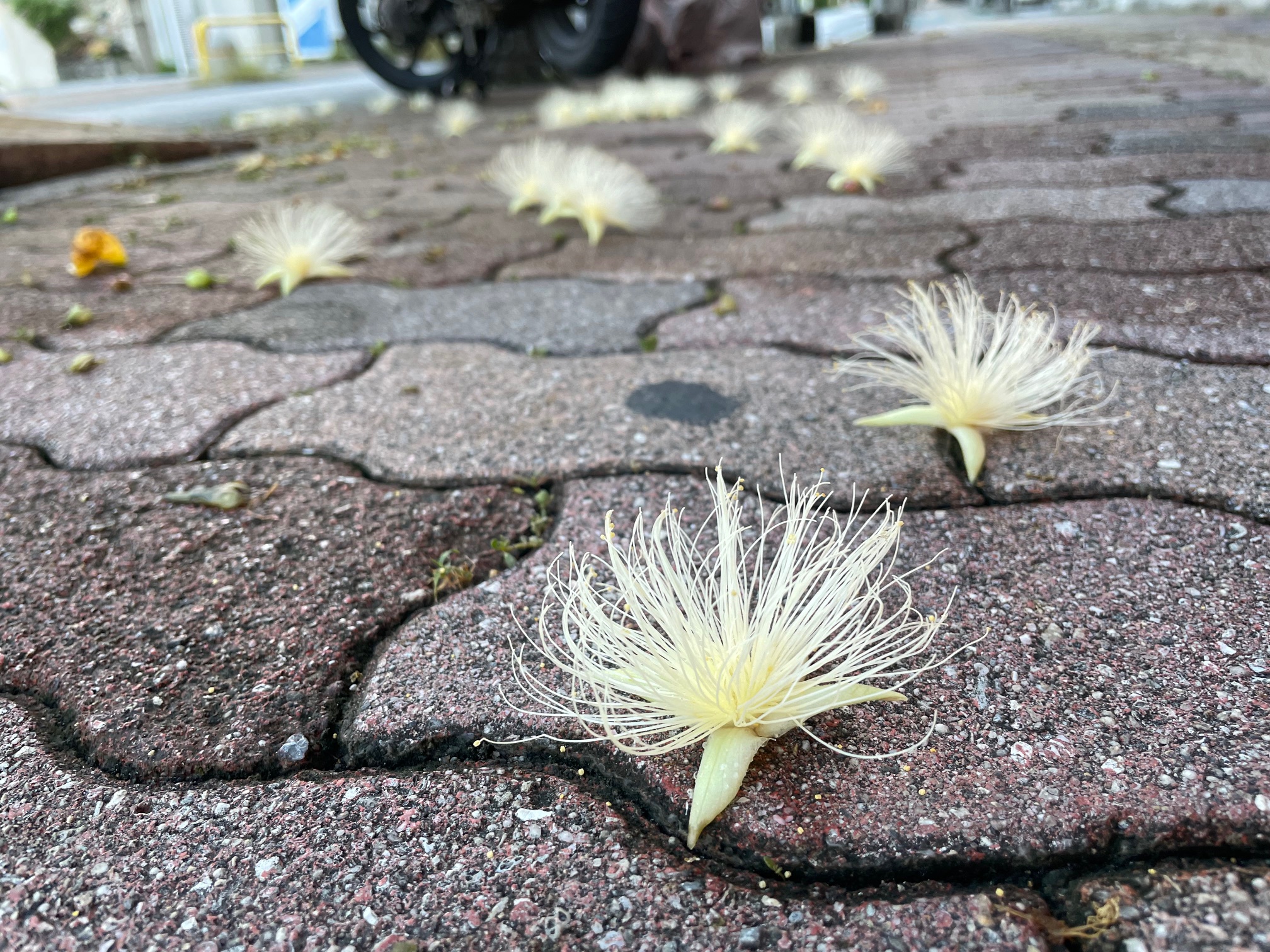 サガリバナがまだまだ見れる👀
