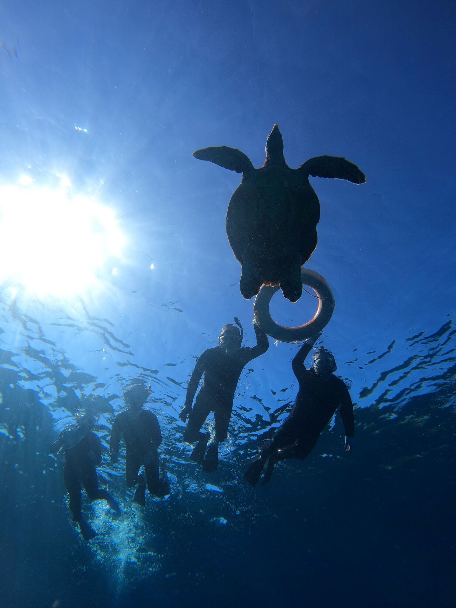 ウミガメの遭遇率🐢