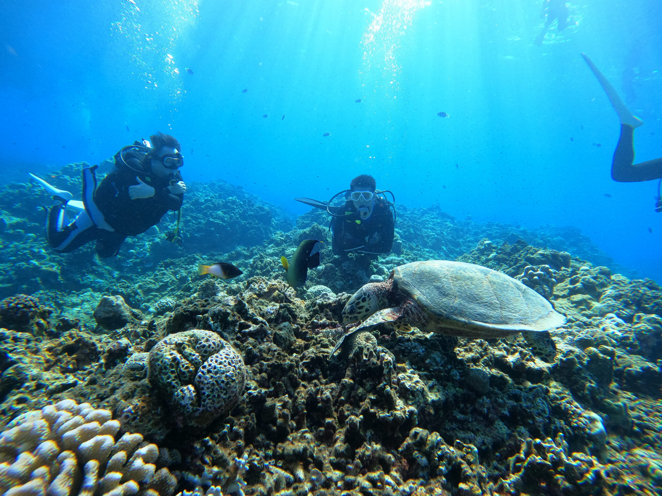 2025年9月20日ケラマ諸島日帰りダイビングツアー