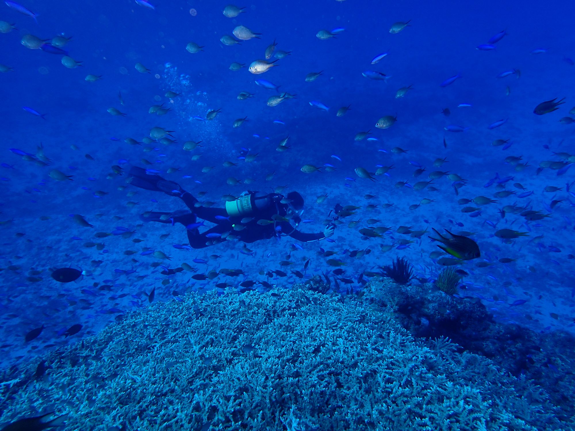 2025年9月24日ケラマ諸島ダイビングツアー