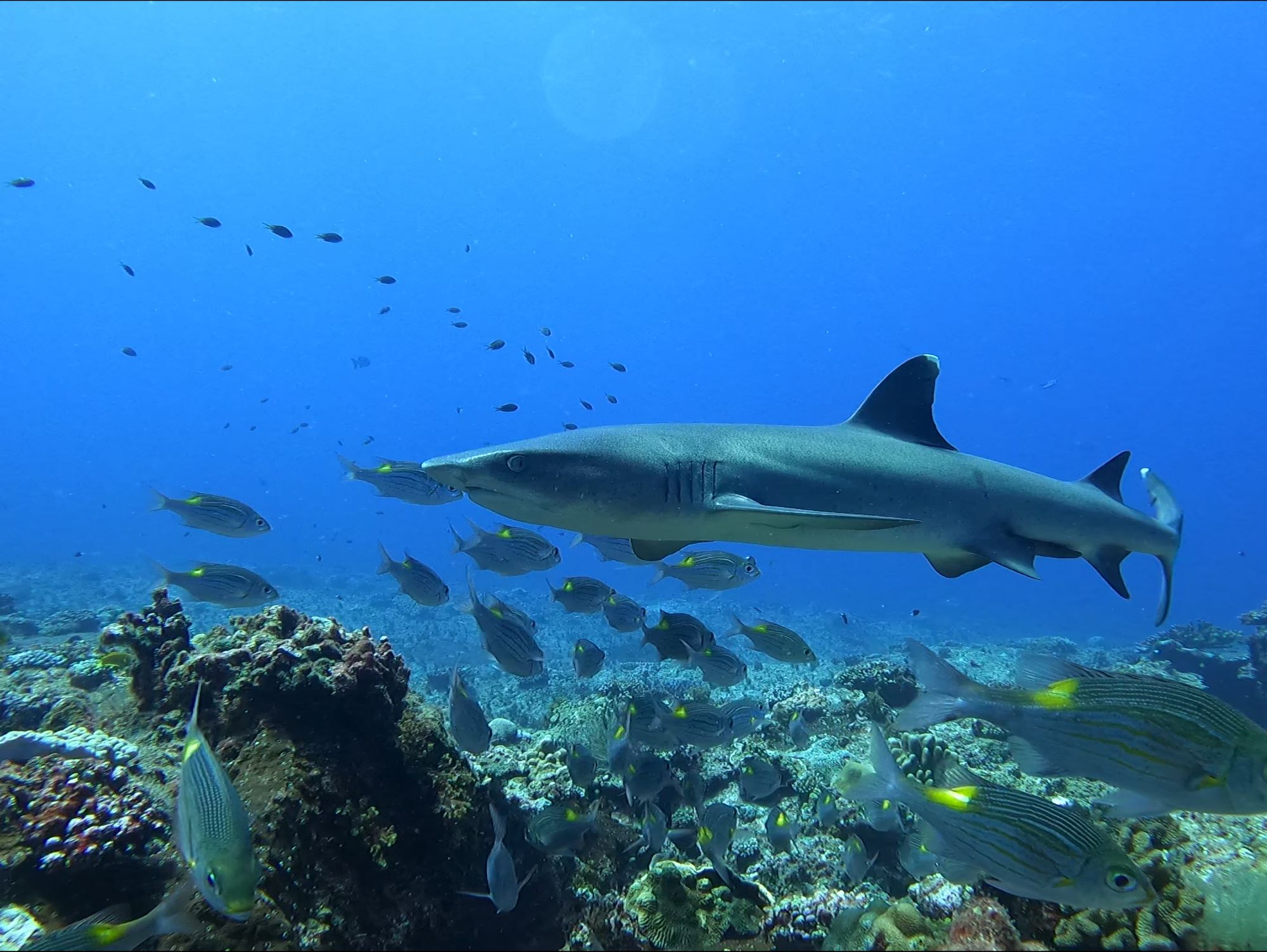 2025年9月30日ケラマ諸島ファンダイビング