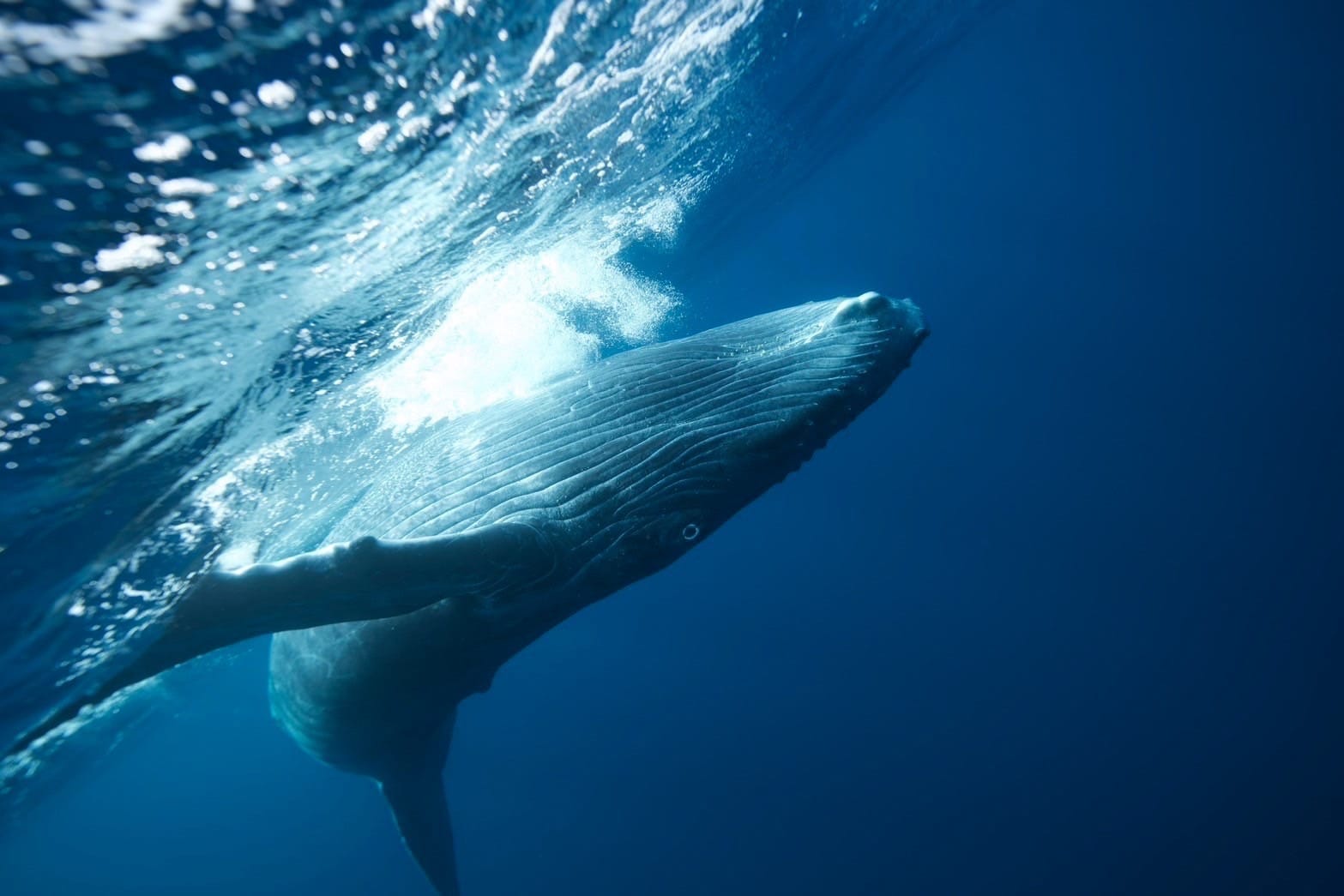 2026年ホエールスイム受付中🐋