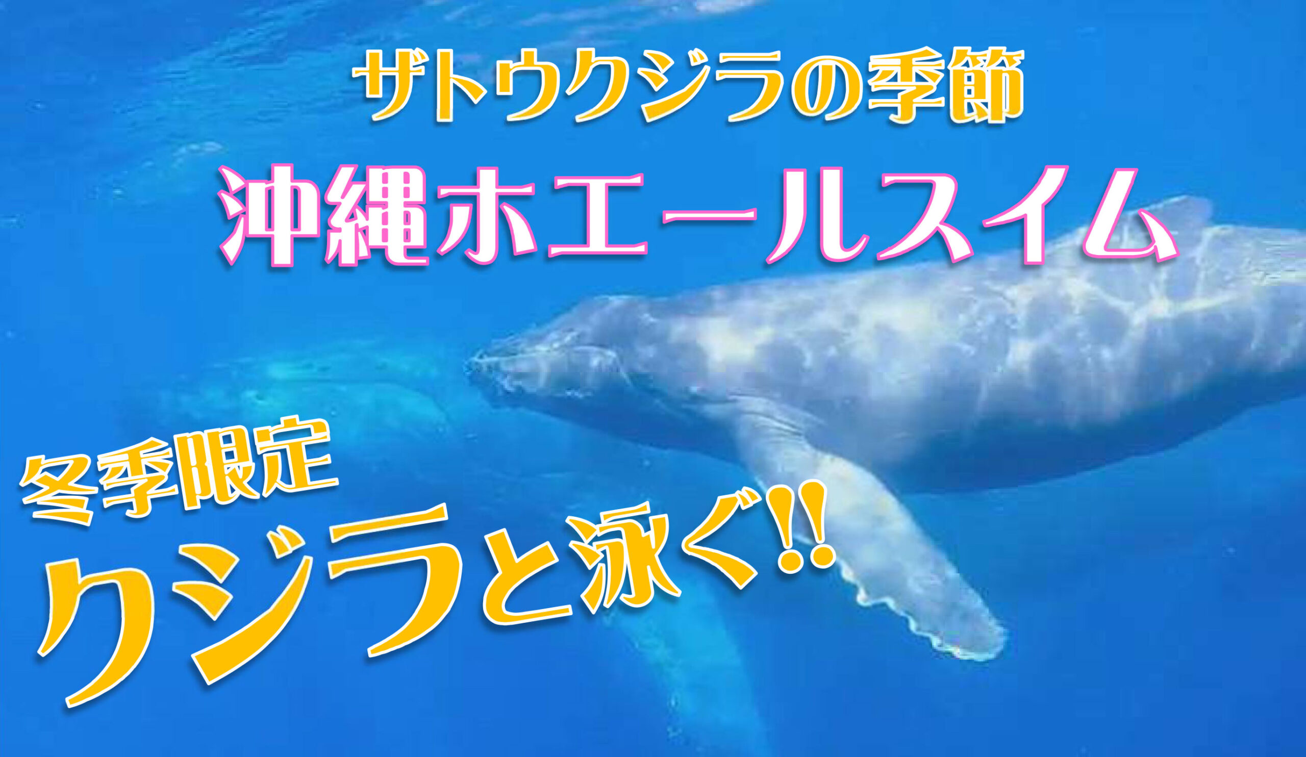 ホエールスイム2026