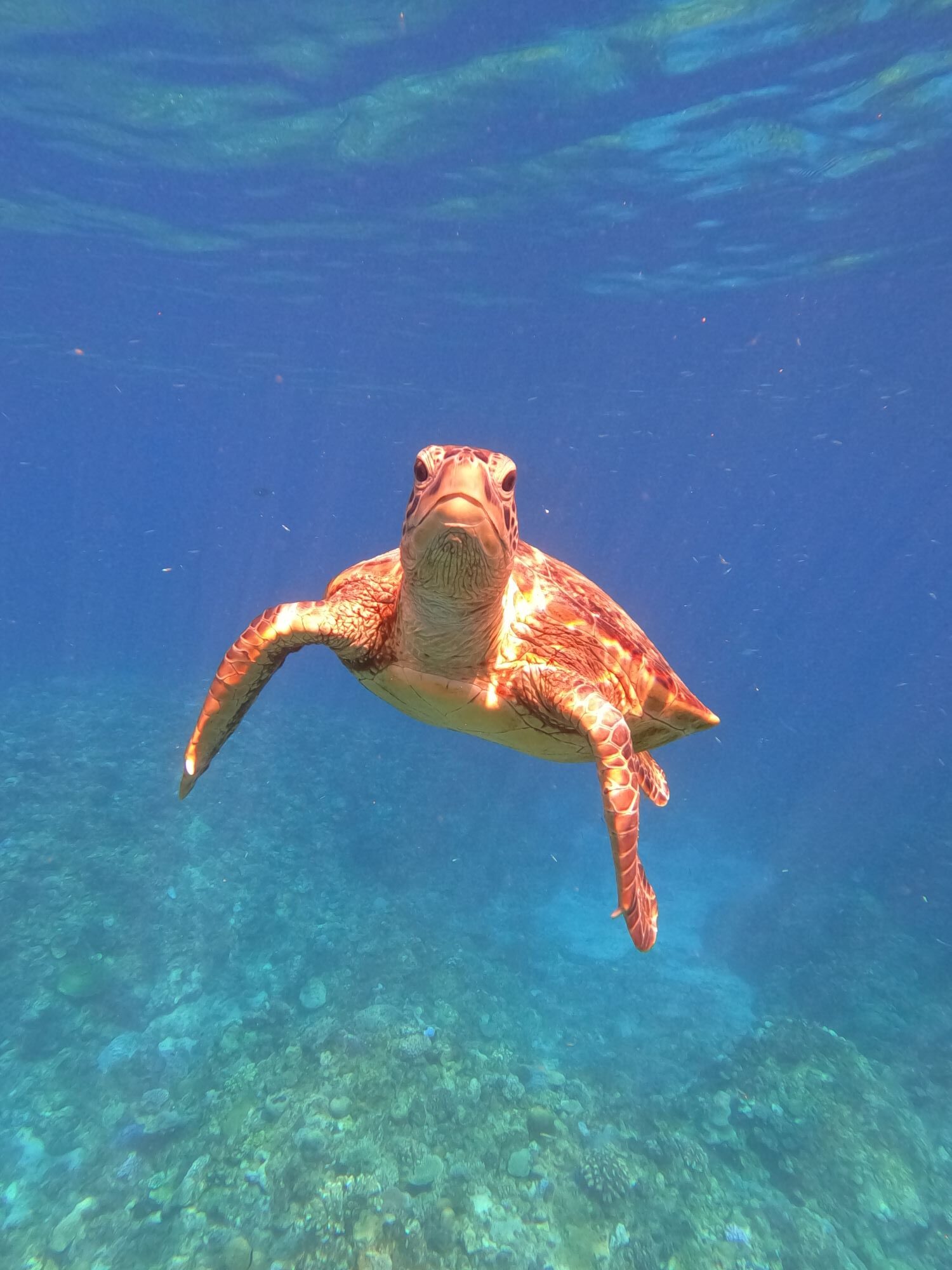 本日は海メニューおやすみです