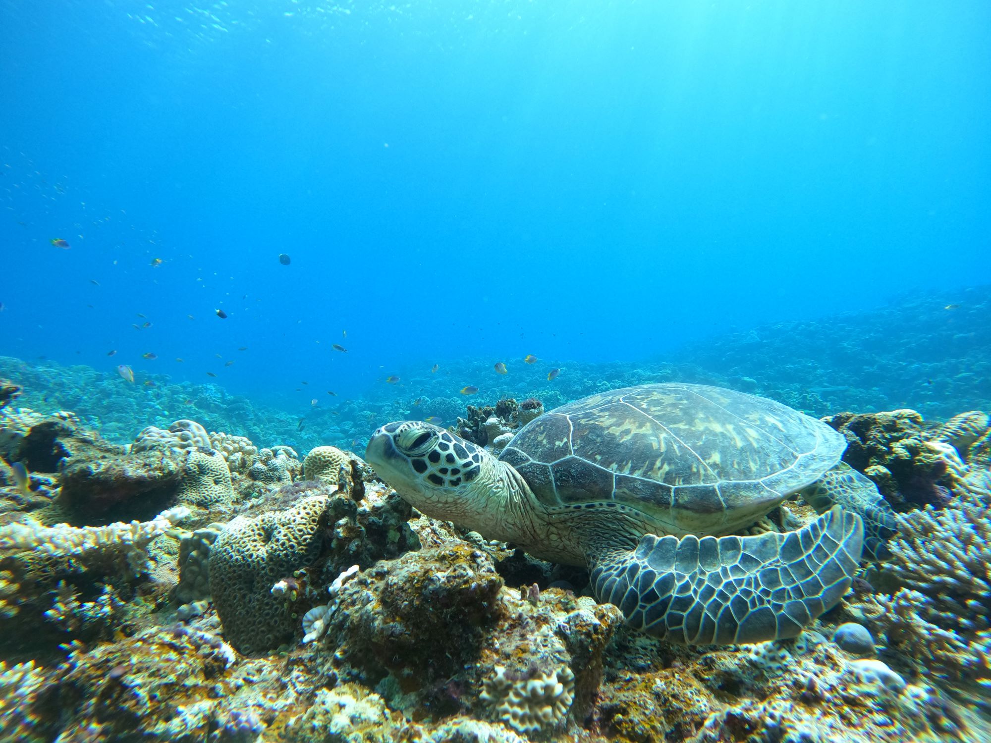 2025年10月17日　気持ちの良いお天気🐢