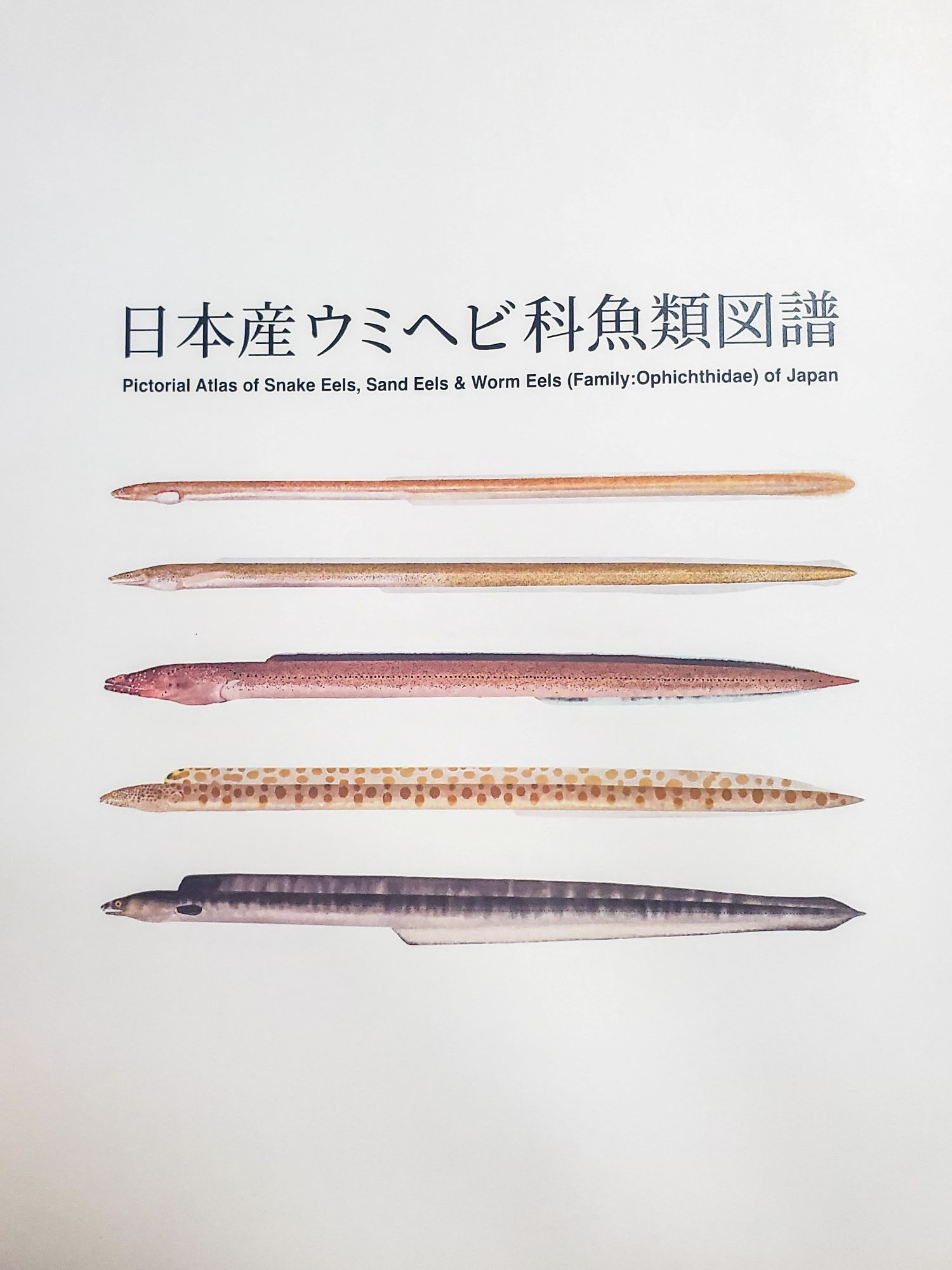 日本産ウミヘビ科魚類図譜