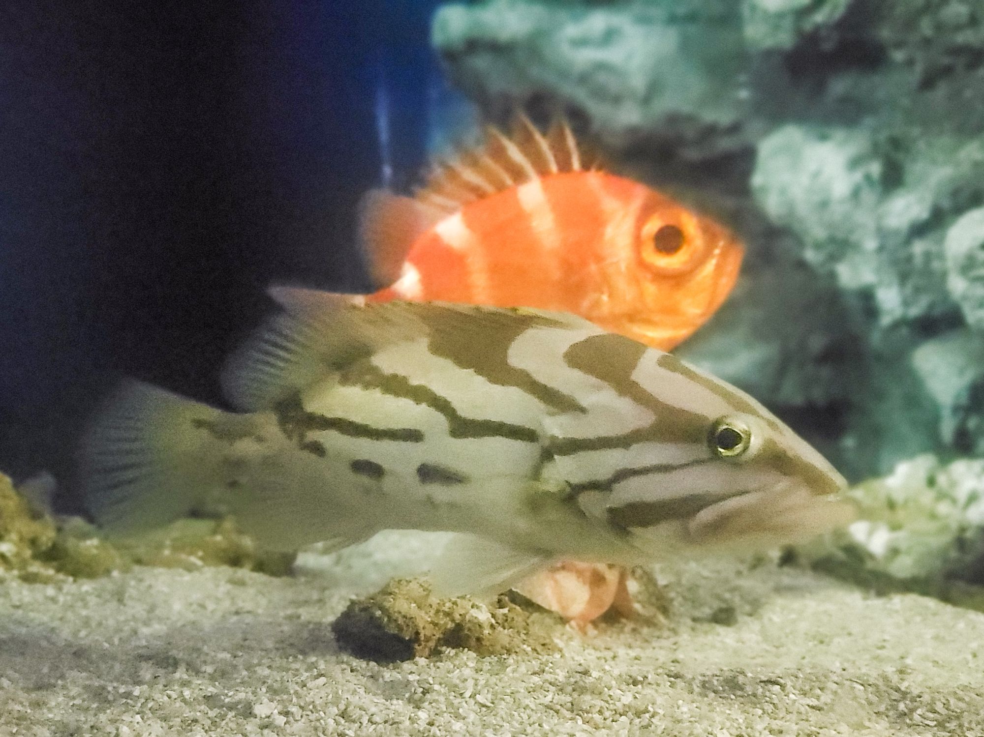 美ら海水族館　ホウキハタとクルマダイ