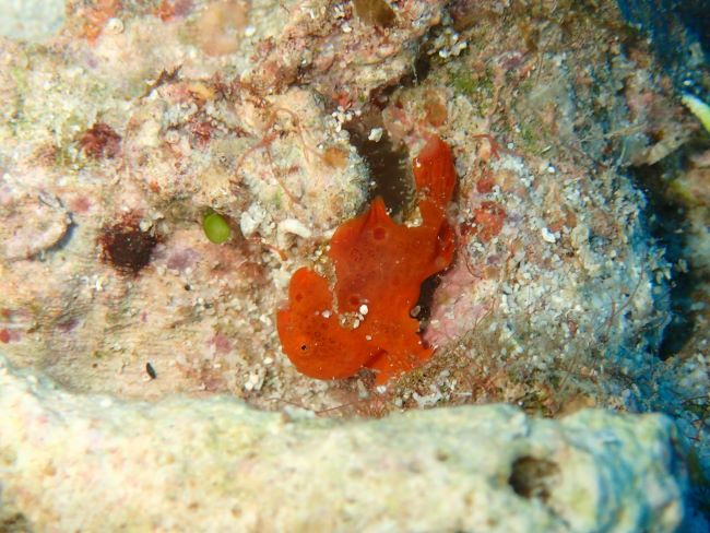 2025年10月20日ケラマ諸島日帰りダイビングツアー