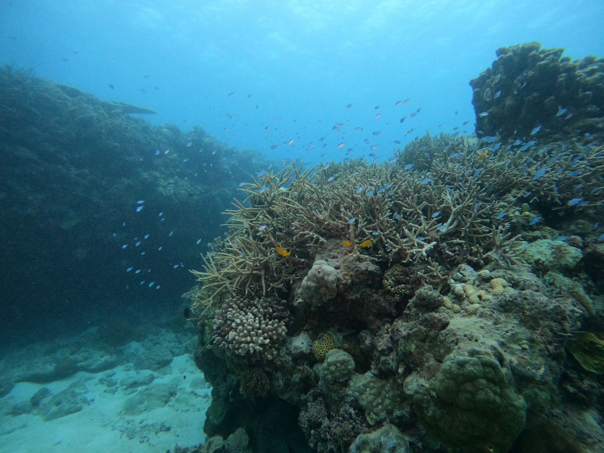 2025年10月21日チービシ諸島ファンダイビング