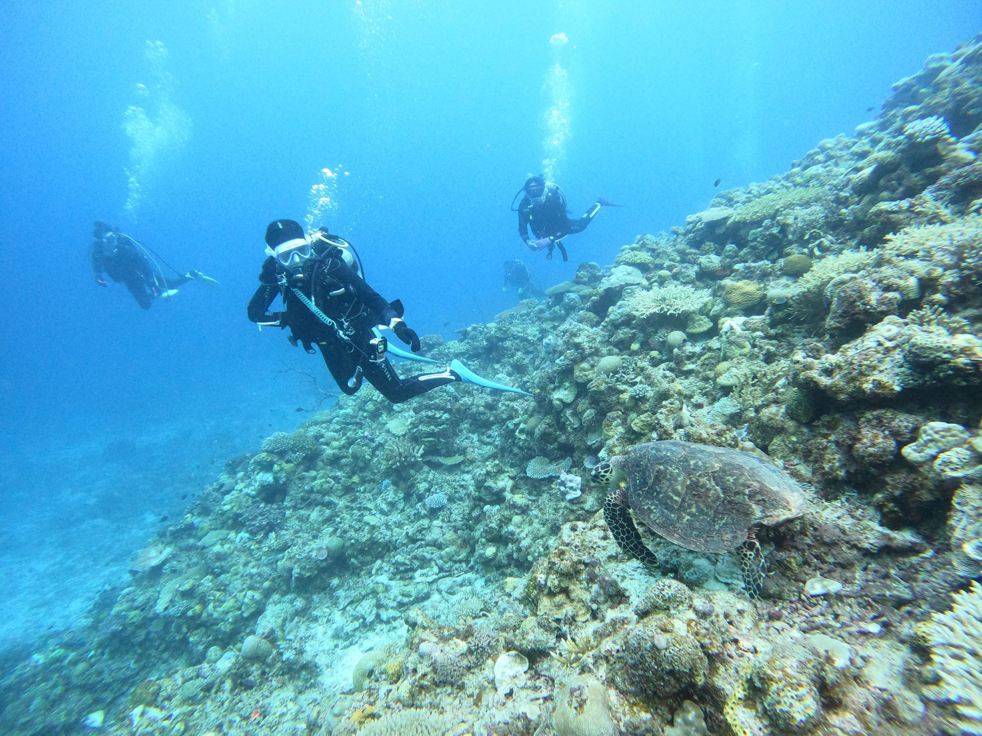 2025年10月24日ケラマ諸島ダイビングツアー