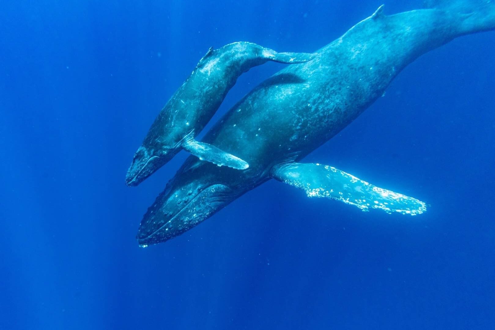 ホエールスイム沖縄