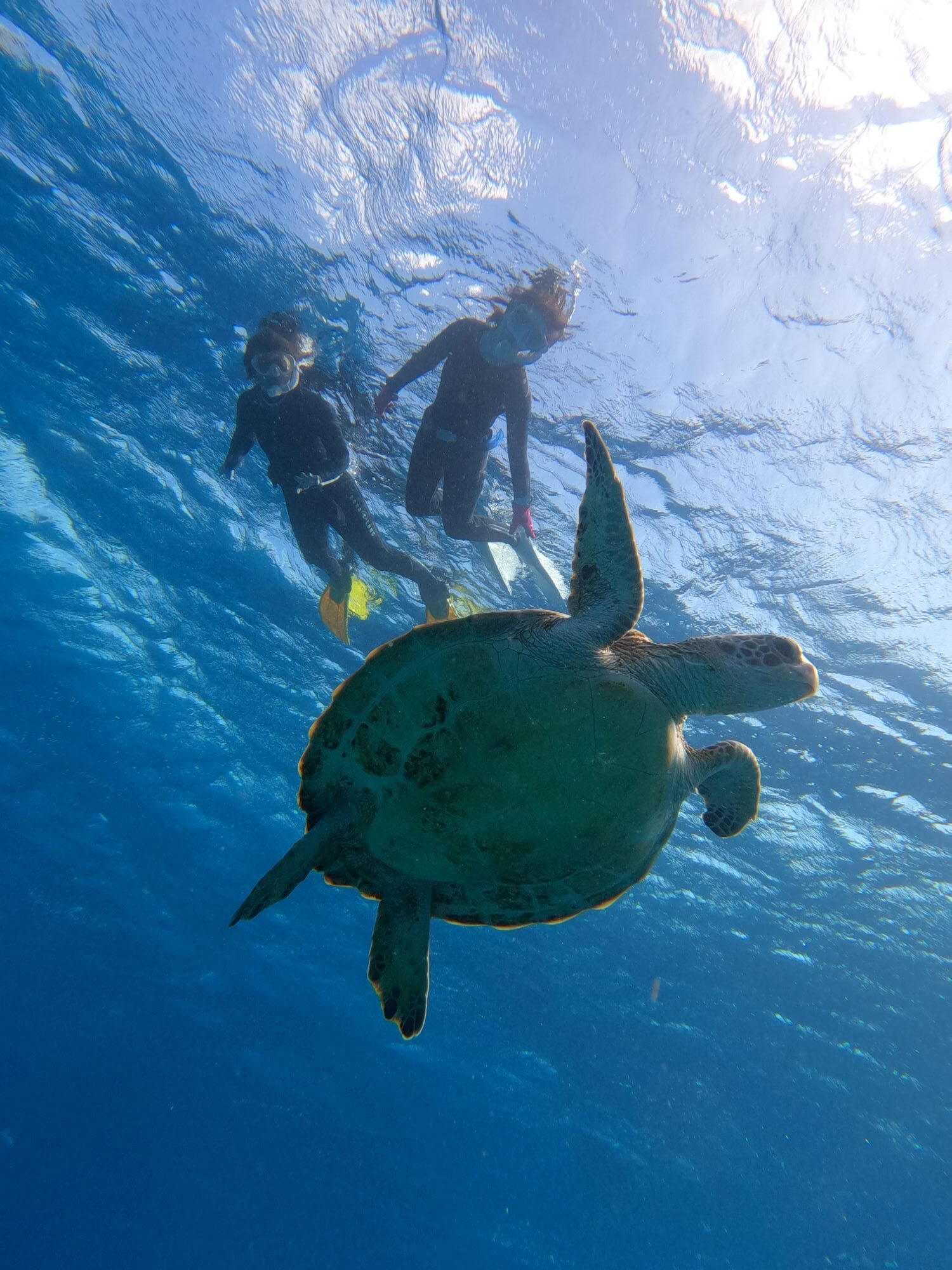 2025年11月3日　ウミガメとスキンダイビング🐢＆午後便ファンダイビング