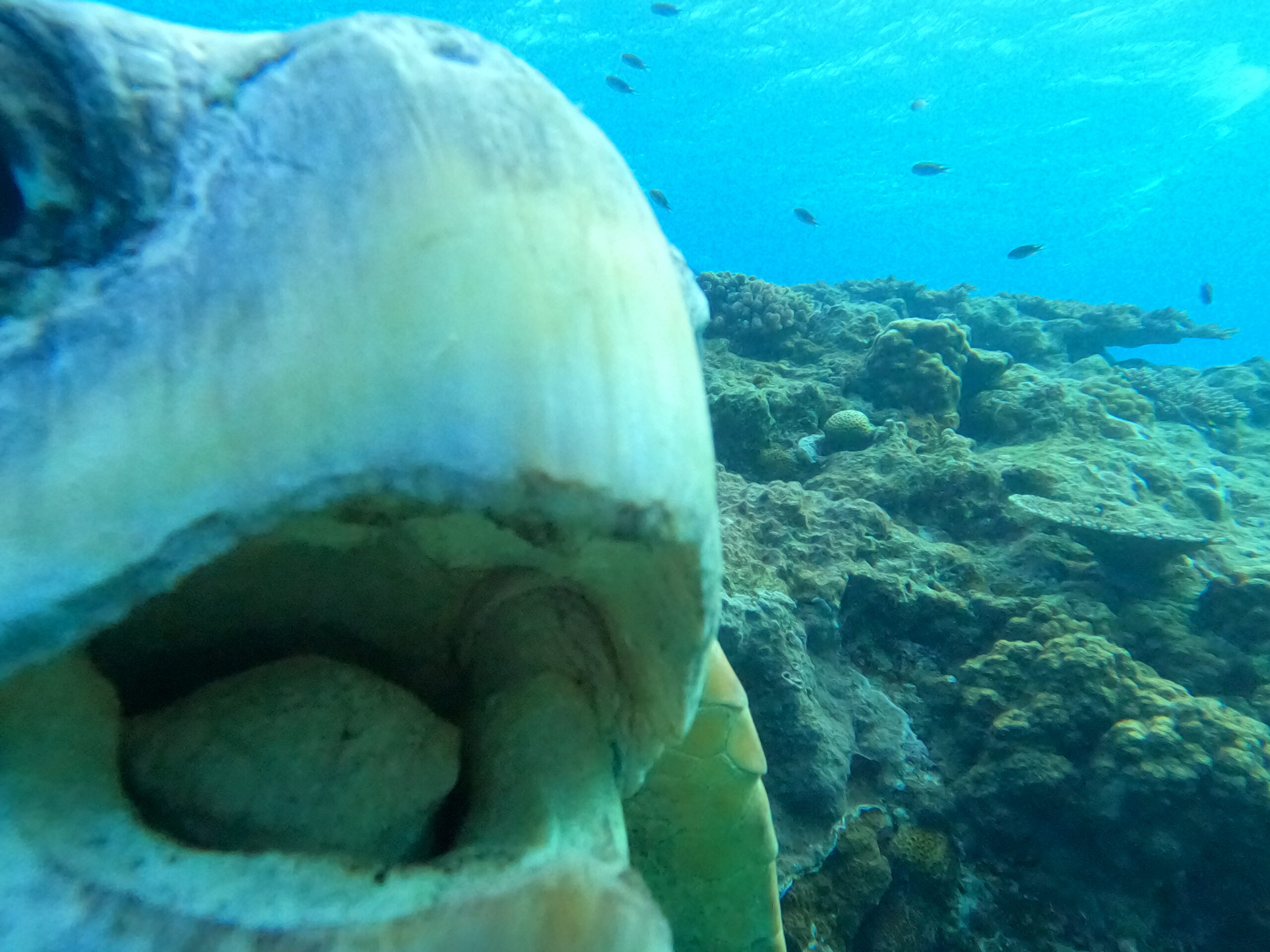 ナガンヌ島のばけもの