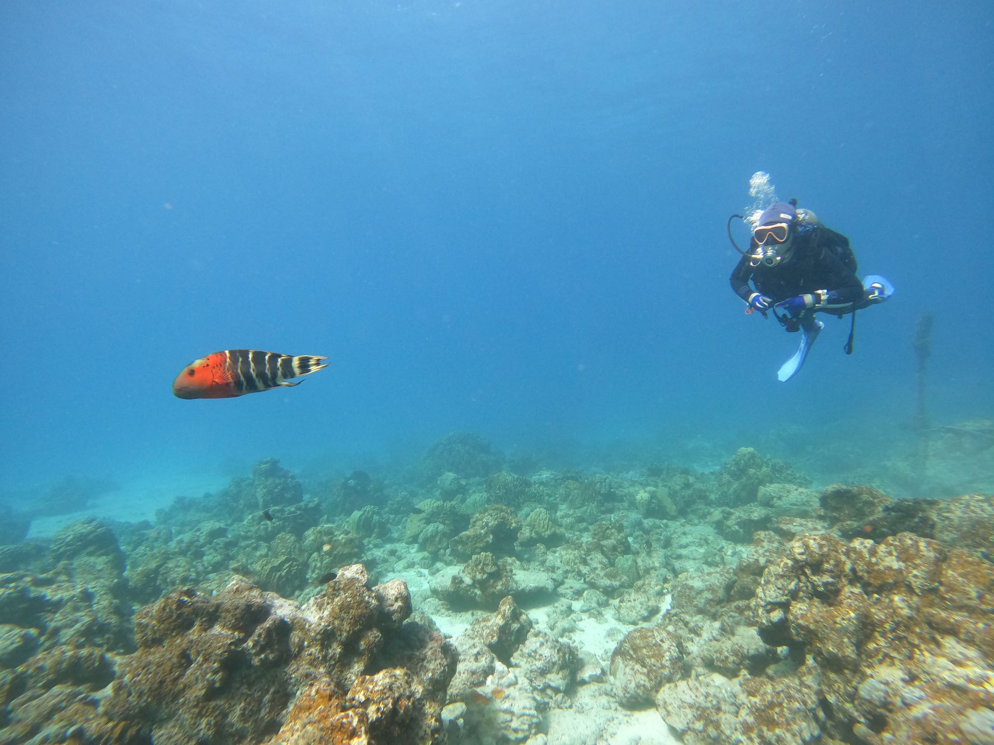 2025年11月9日　慶良間でのんびりダイビング🐠