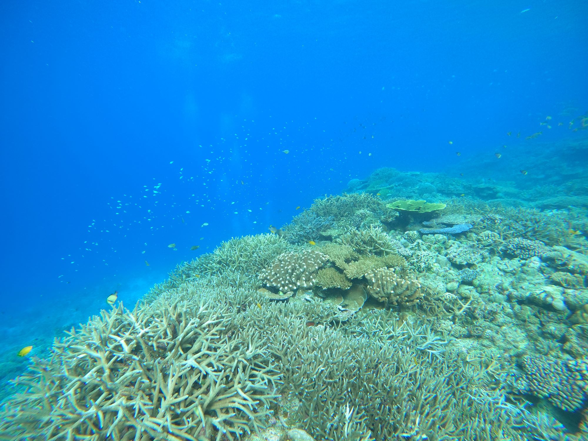 2025年11月16日　慶良間でダイビング！