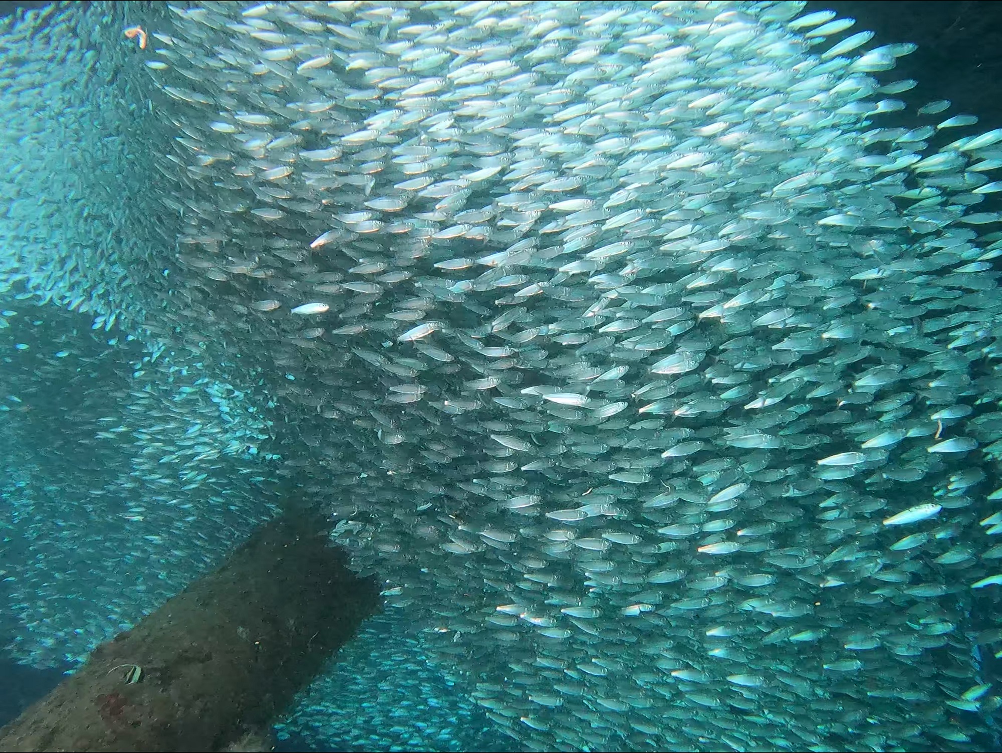 2025年11月11日　話題のゴリチョ