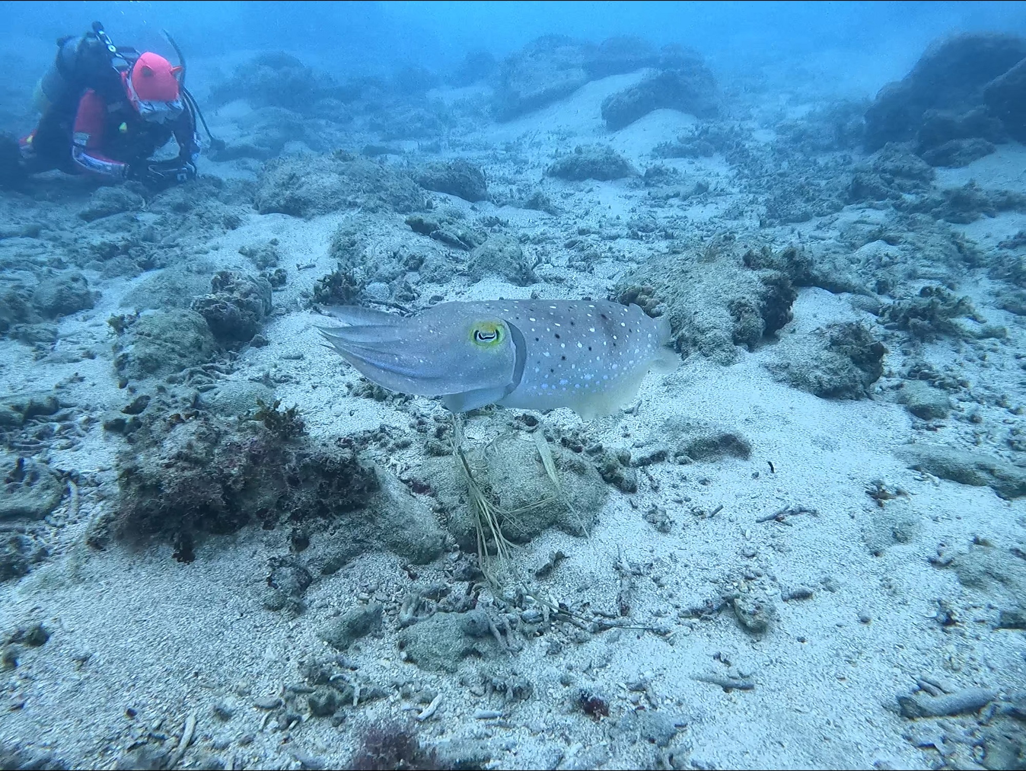 2025年11月12日　マクロいっぱい奥武島