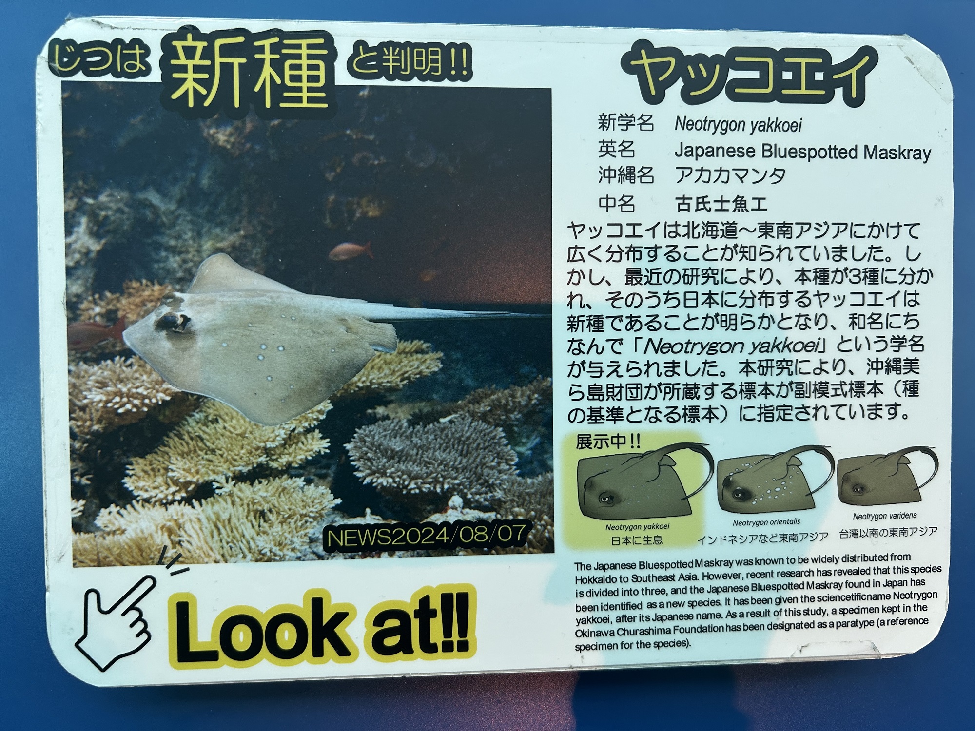 ネオトリゴン・ヤッコエイ