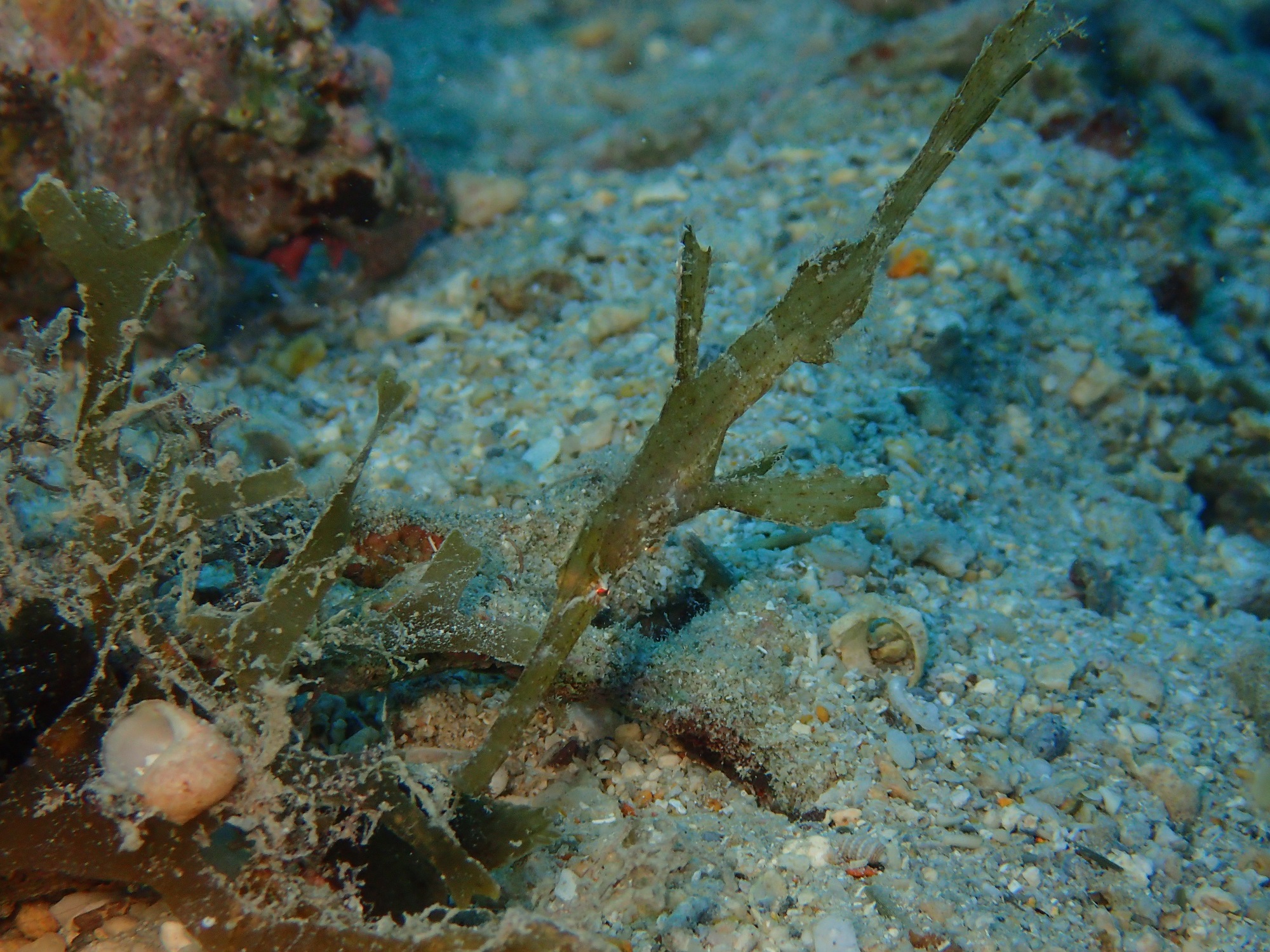 2025年11月13日　奥武島再び