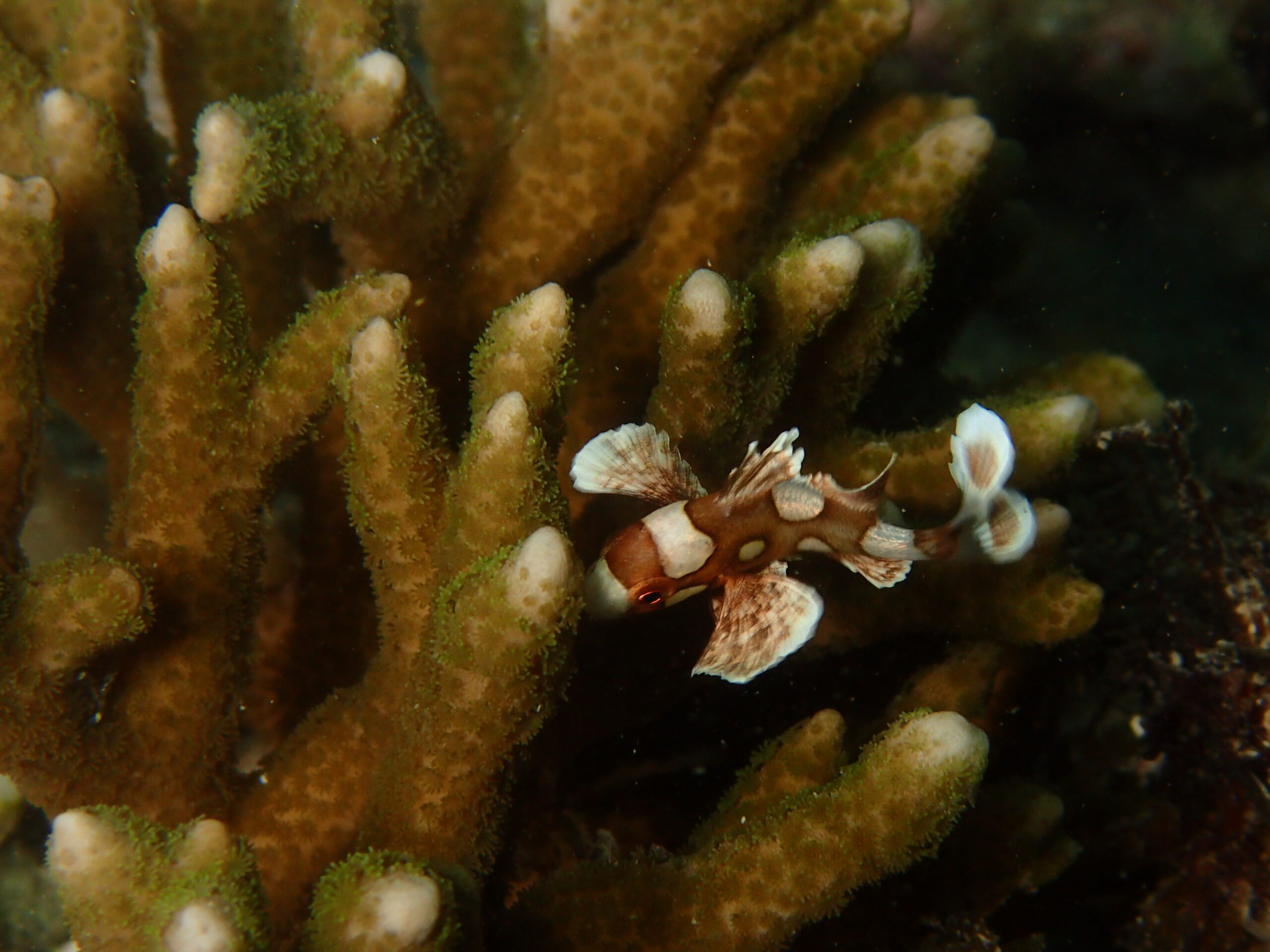2025年11月18日ディーズパルス沖縄　奥武島でマクロダイブ🔍✨