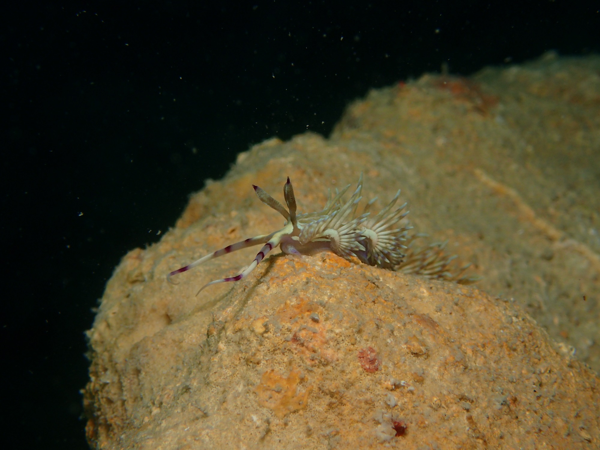 2025年11月19日　今日も奥武島へ