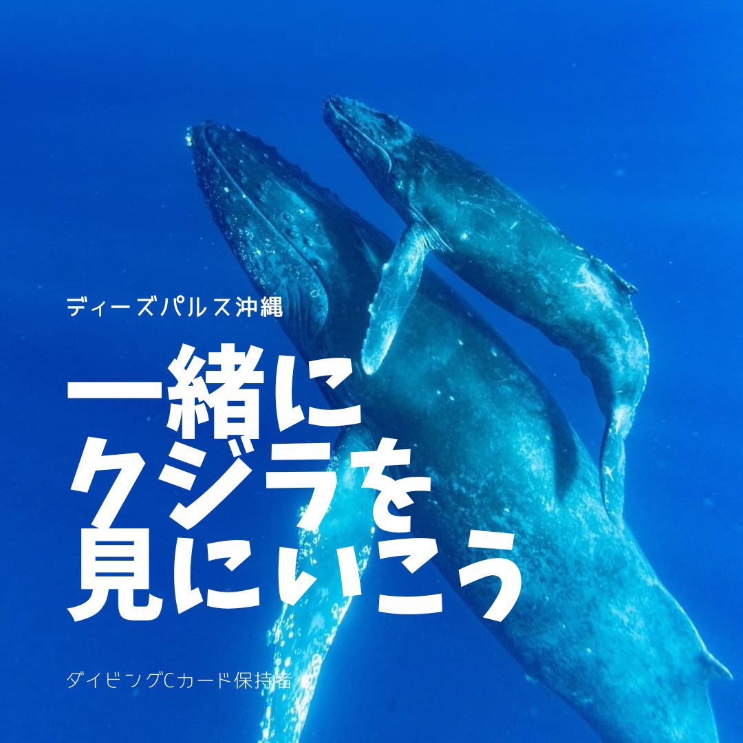 ホエールスイム沖縄2026　受付中!!