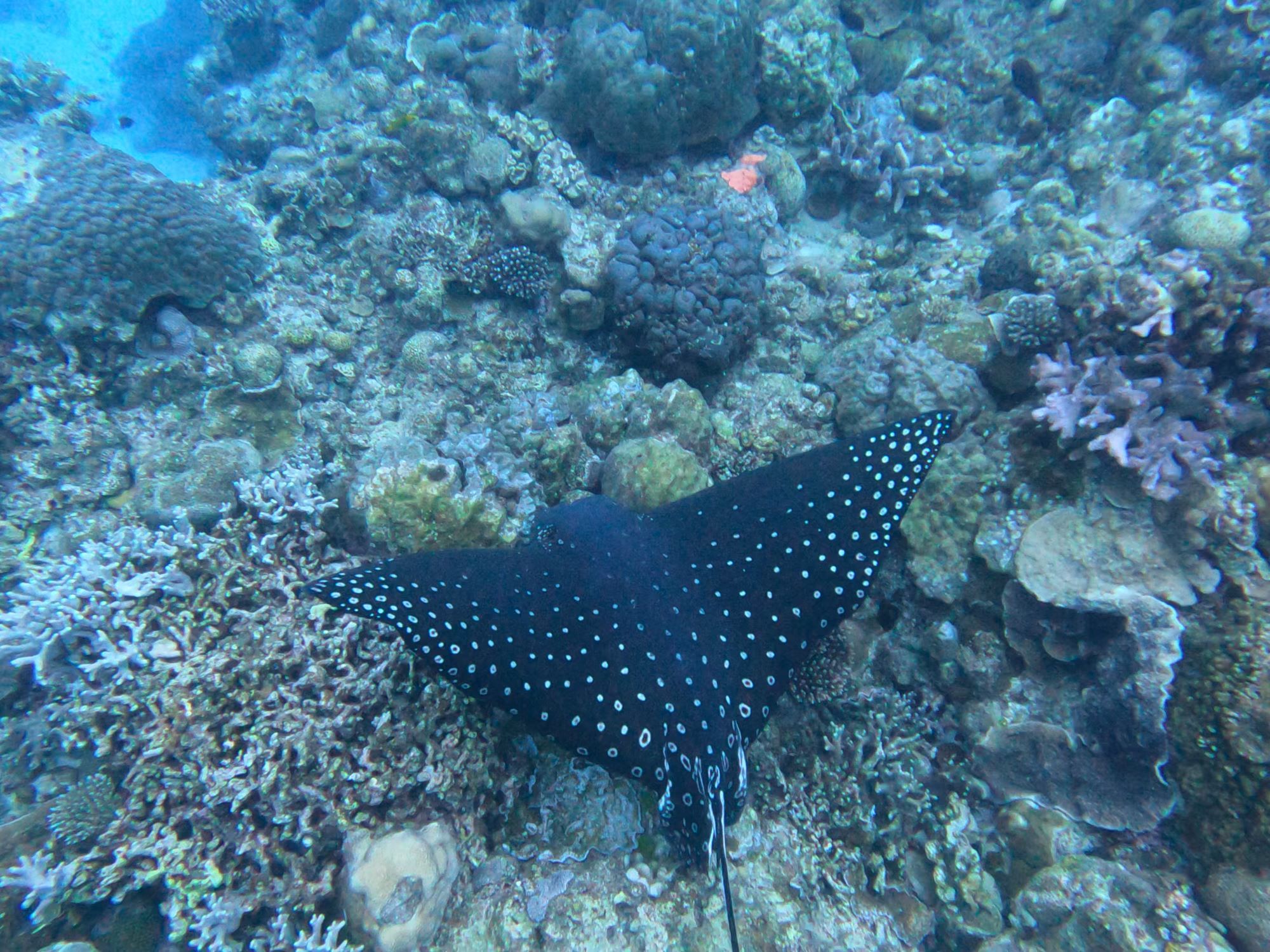 最近で一番嬉しかった生物