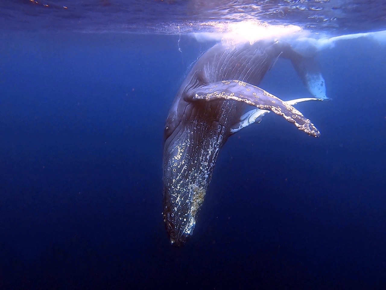 ホエールスイム2026　Whale Swim 2026 OKINAWA