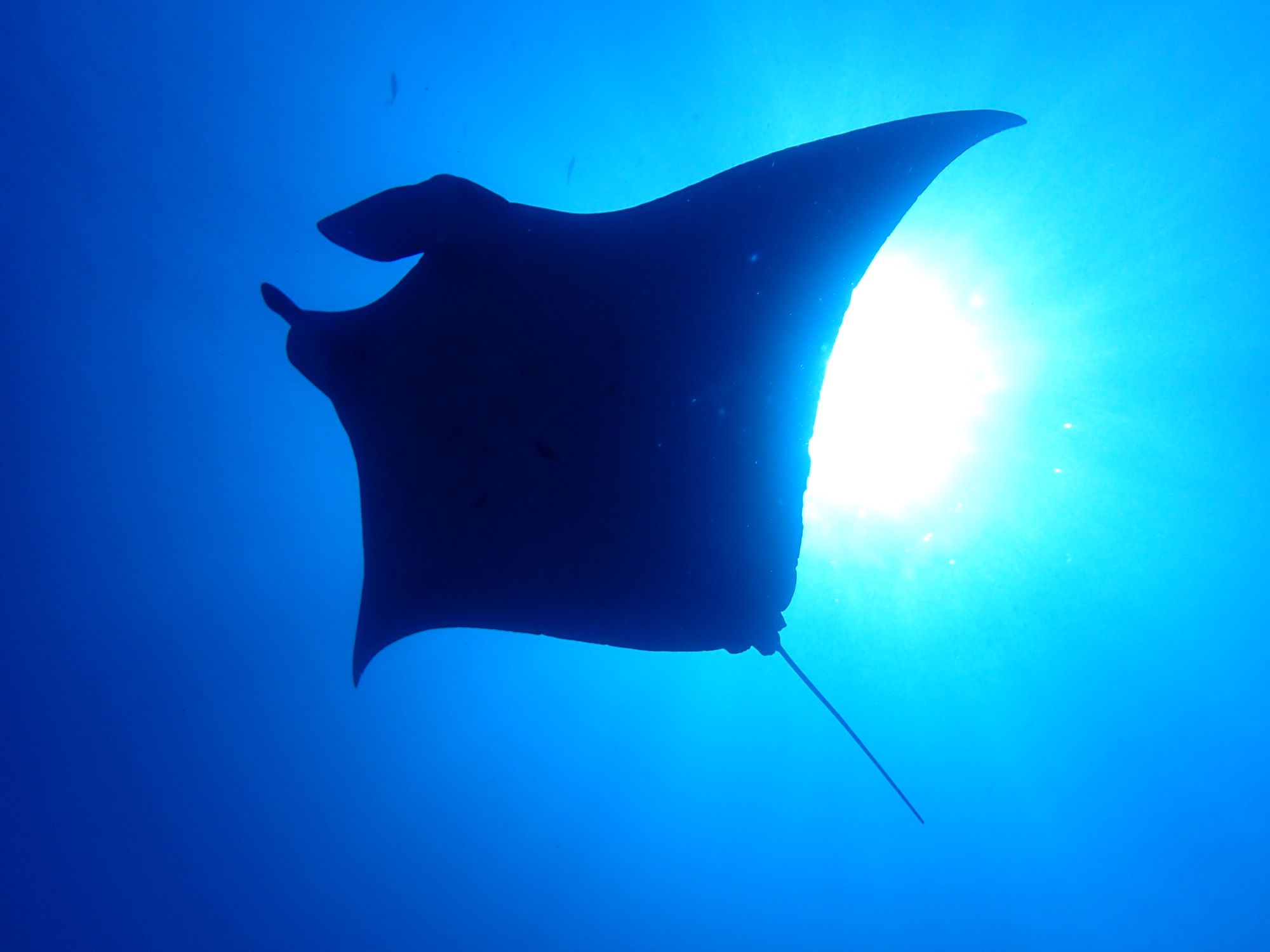 2025年11月30日ケラマ諸島日帰りダイビングツアー