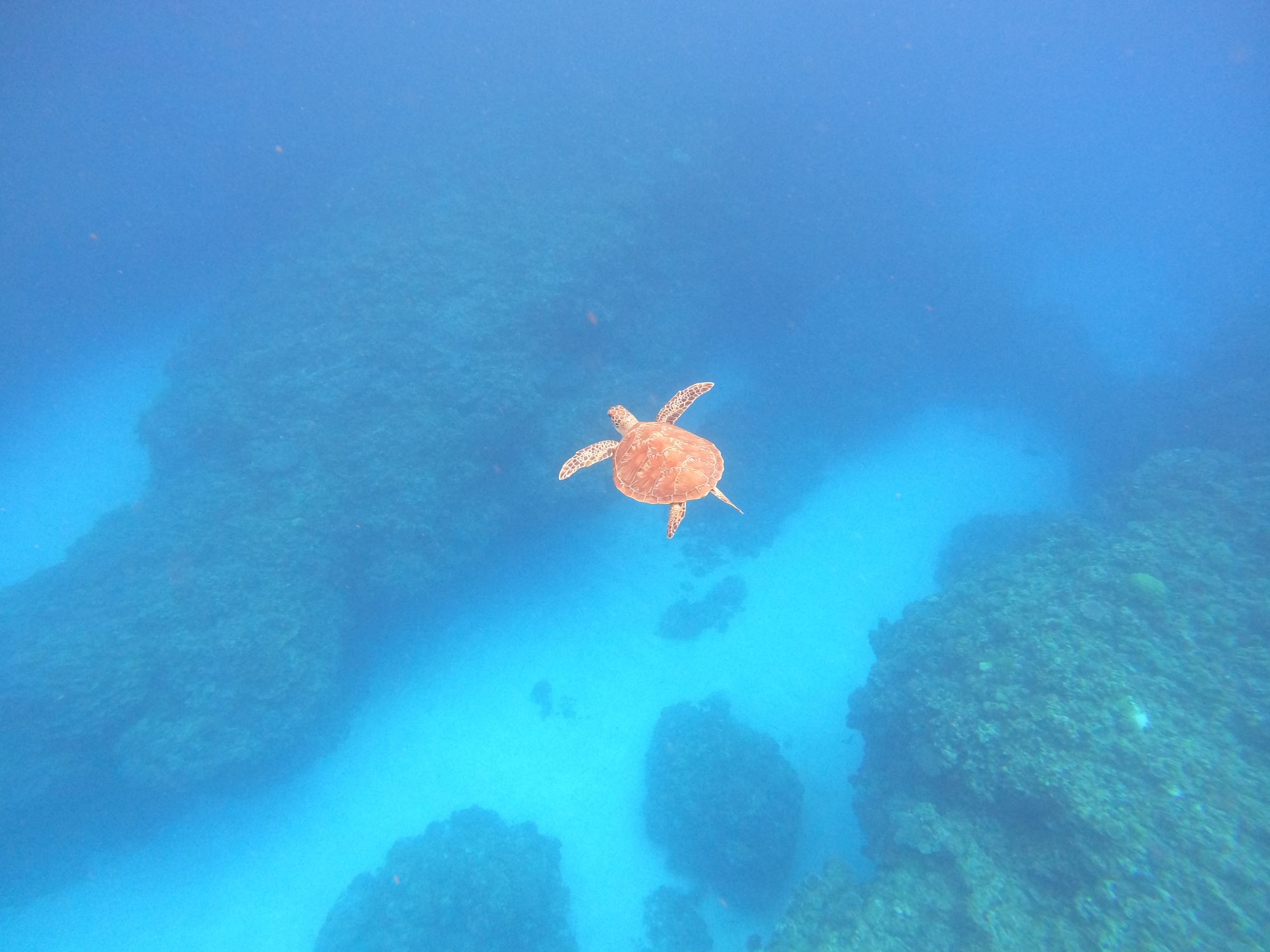 2025年12月12日　スノーケリングと体験ダイビング🥽.。o○