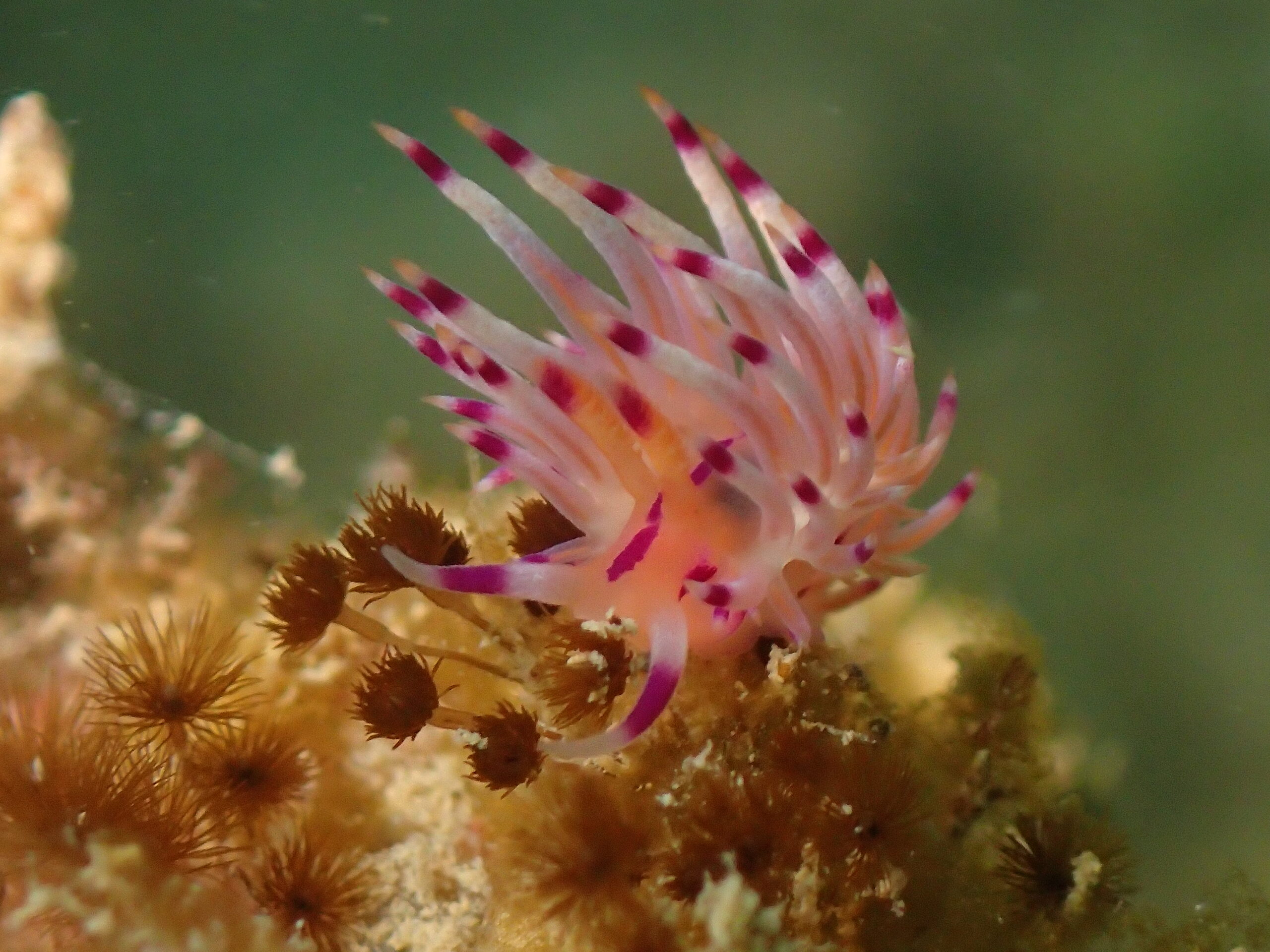 2025年12月14日　本日のダイビング🥽.。o○