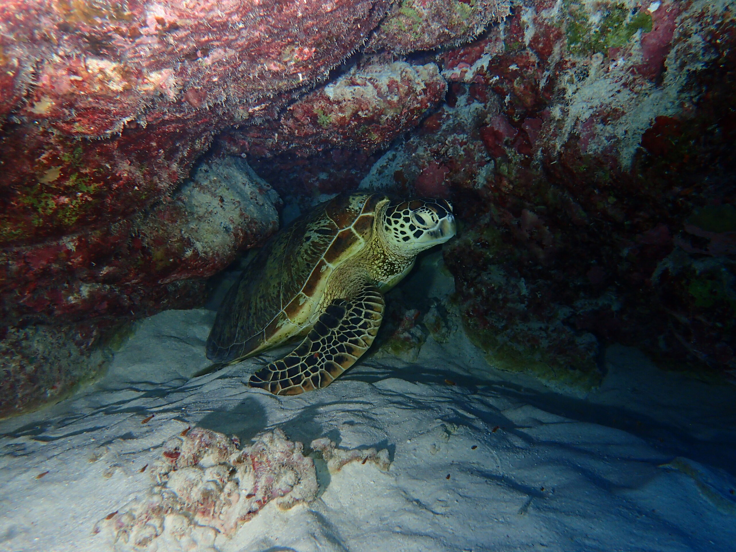 2025年12月15日　チービシ諸島でファンダイビング