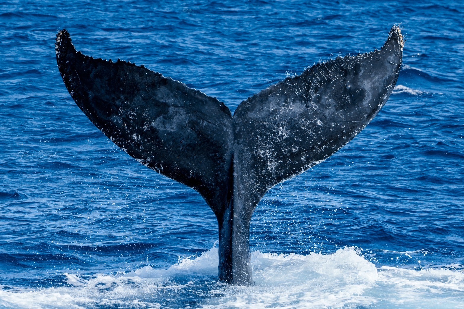 船酔いが心配、、、な方へのアドバイス👍