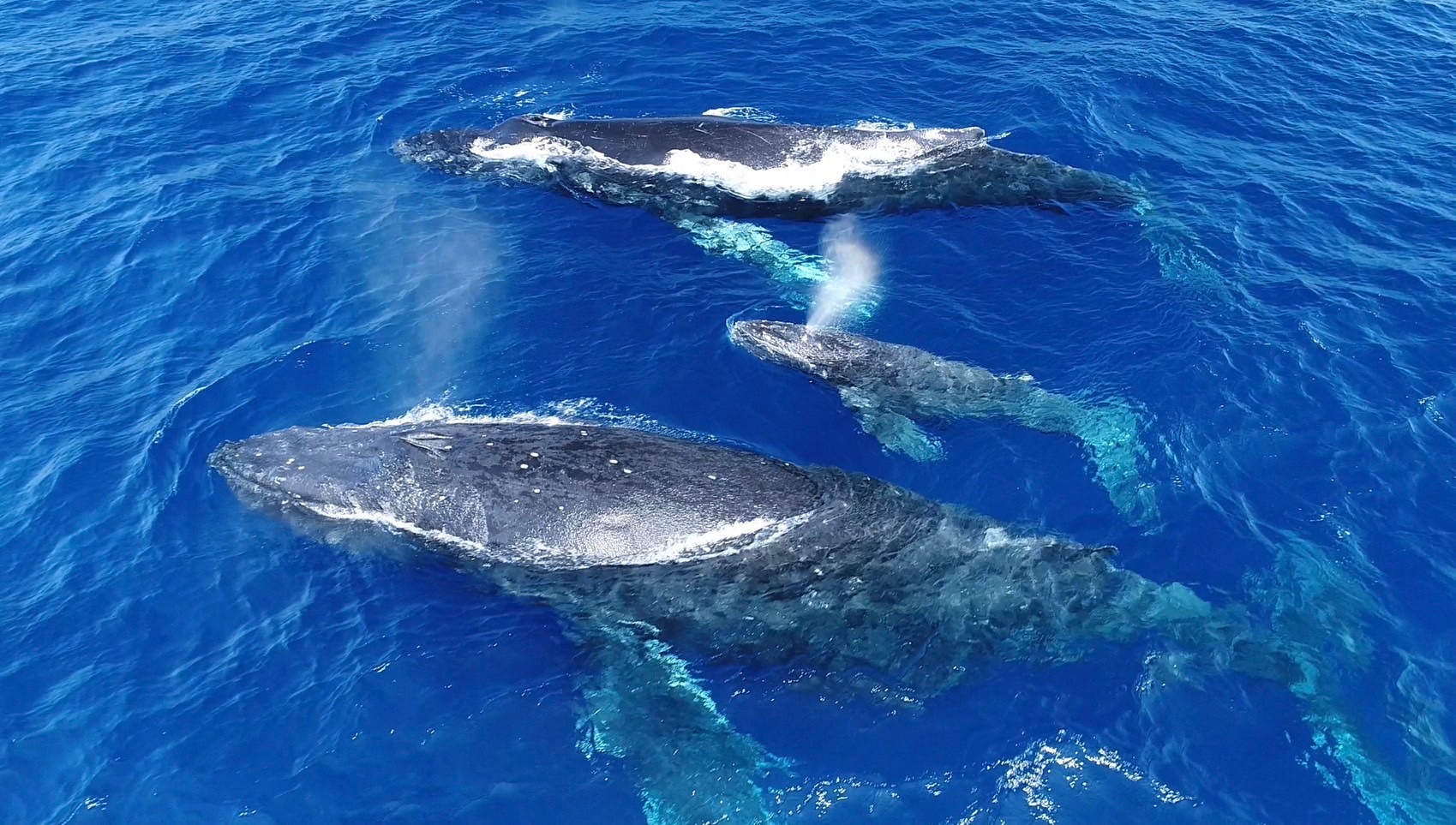 ザトウクジラの季節がやってくる🐋