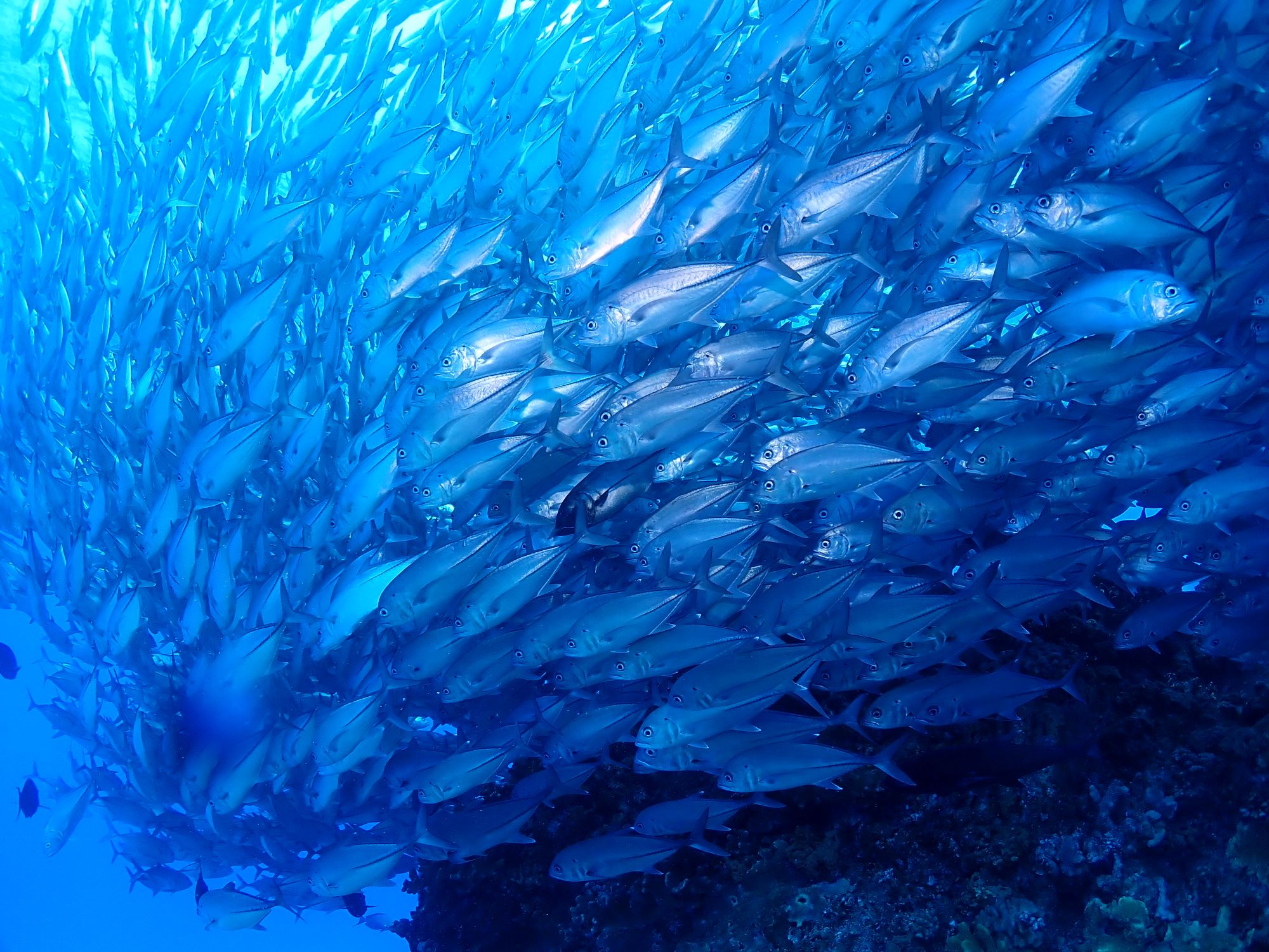 2026年粟国島遠征＆渡名喜島遠征の日程