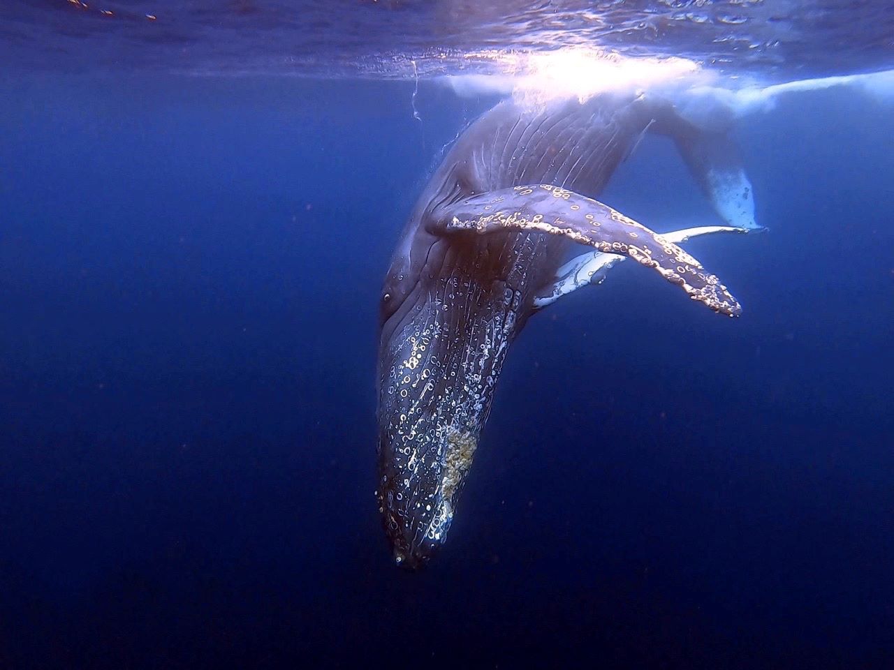 ホエールスイム沖縄