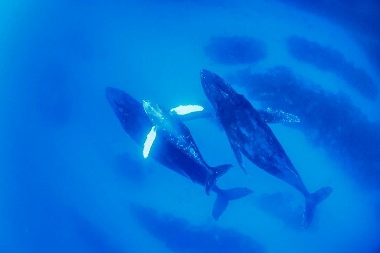 2026年1月5日慶良間諸島ボートダイビング便